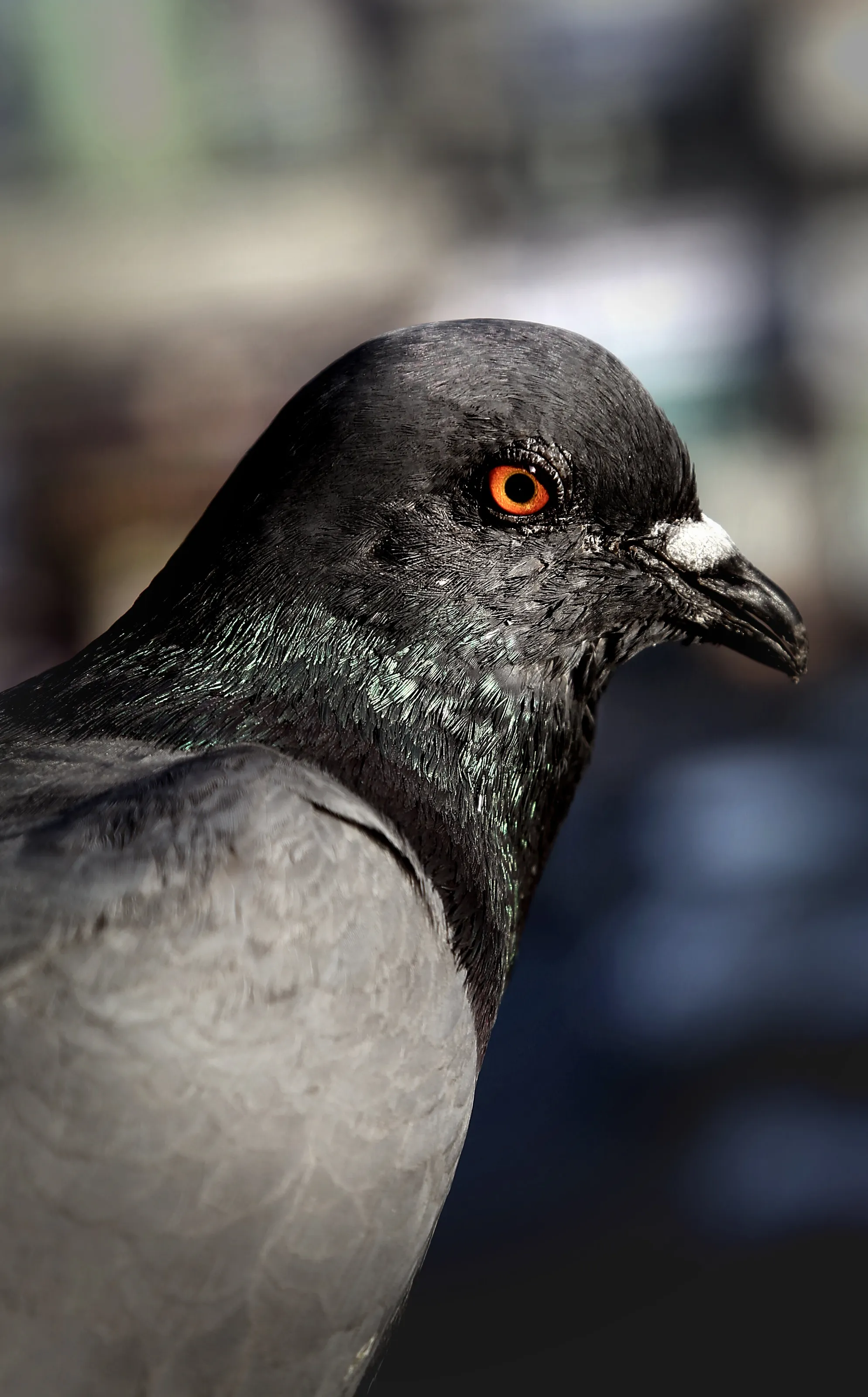 Black and gray pigeon