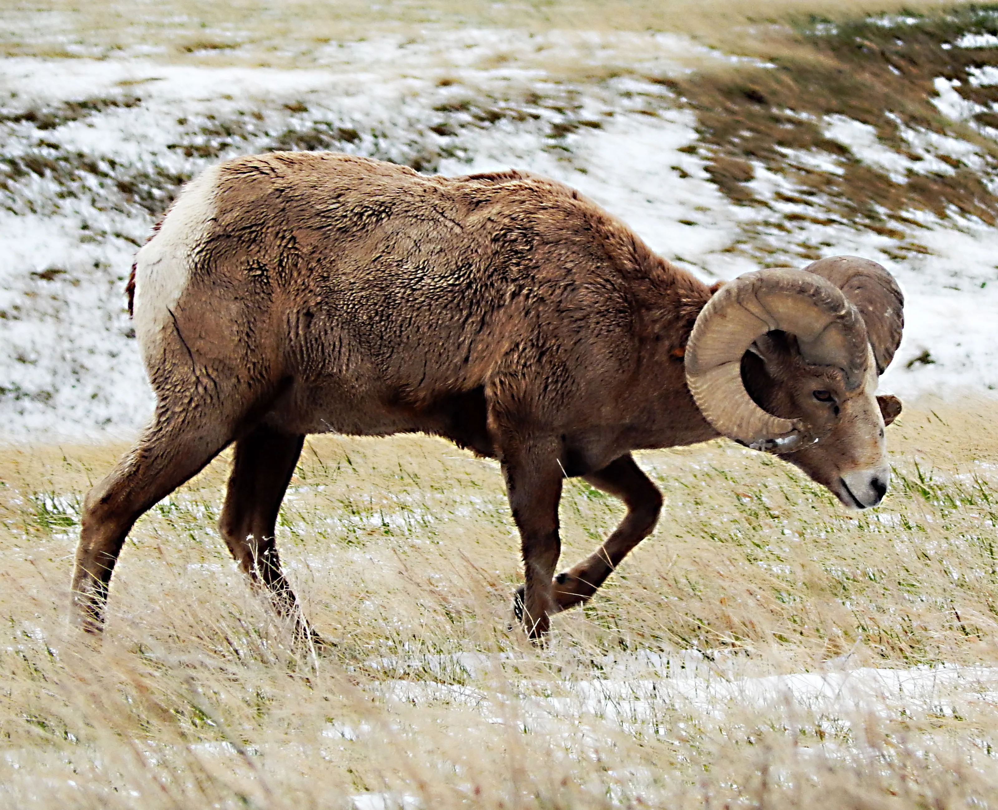 A Ram's Morning Stroll