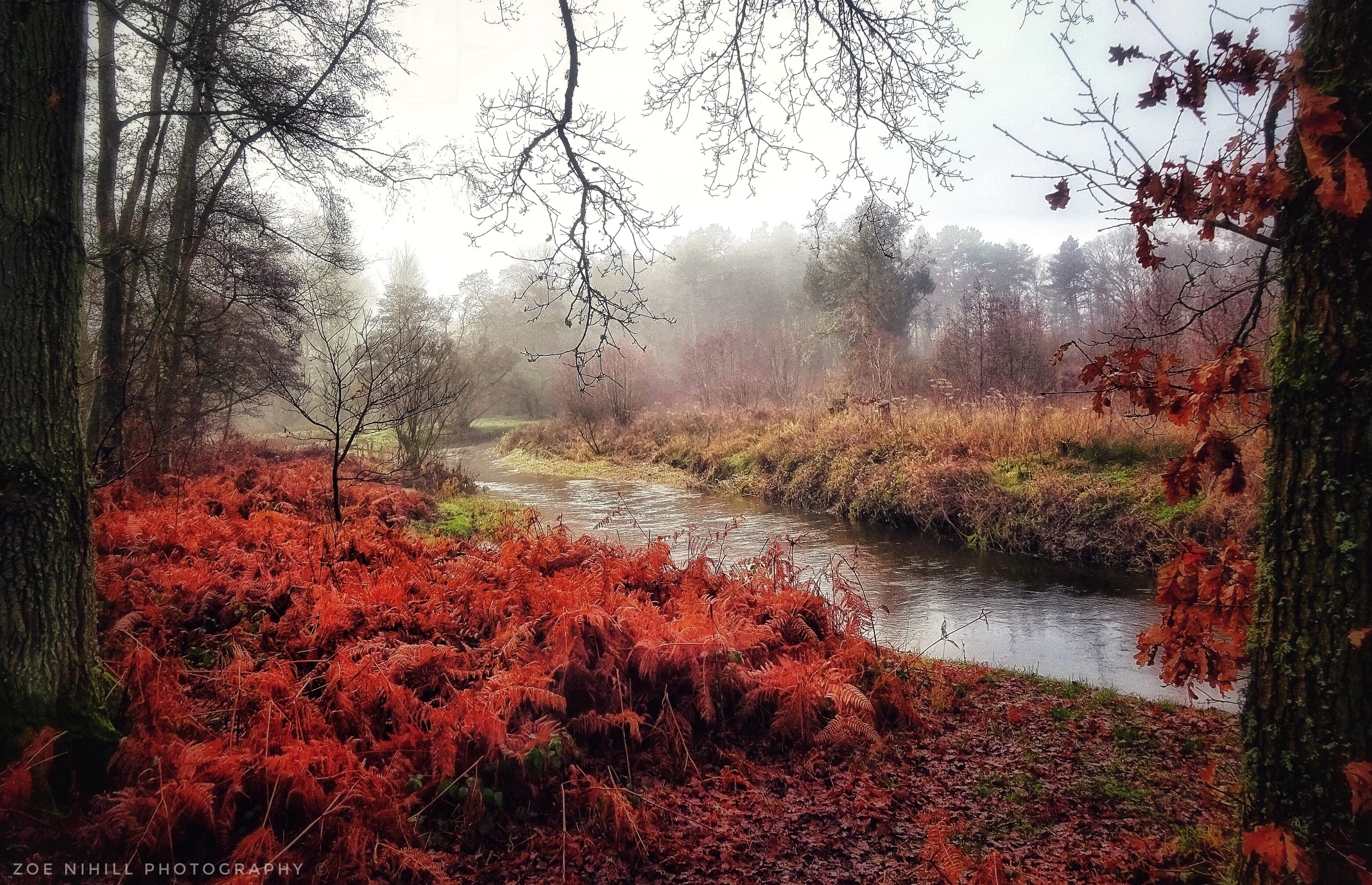 Misty morning