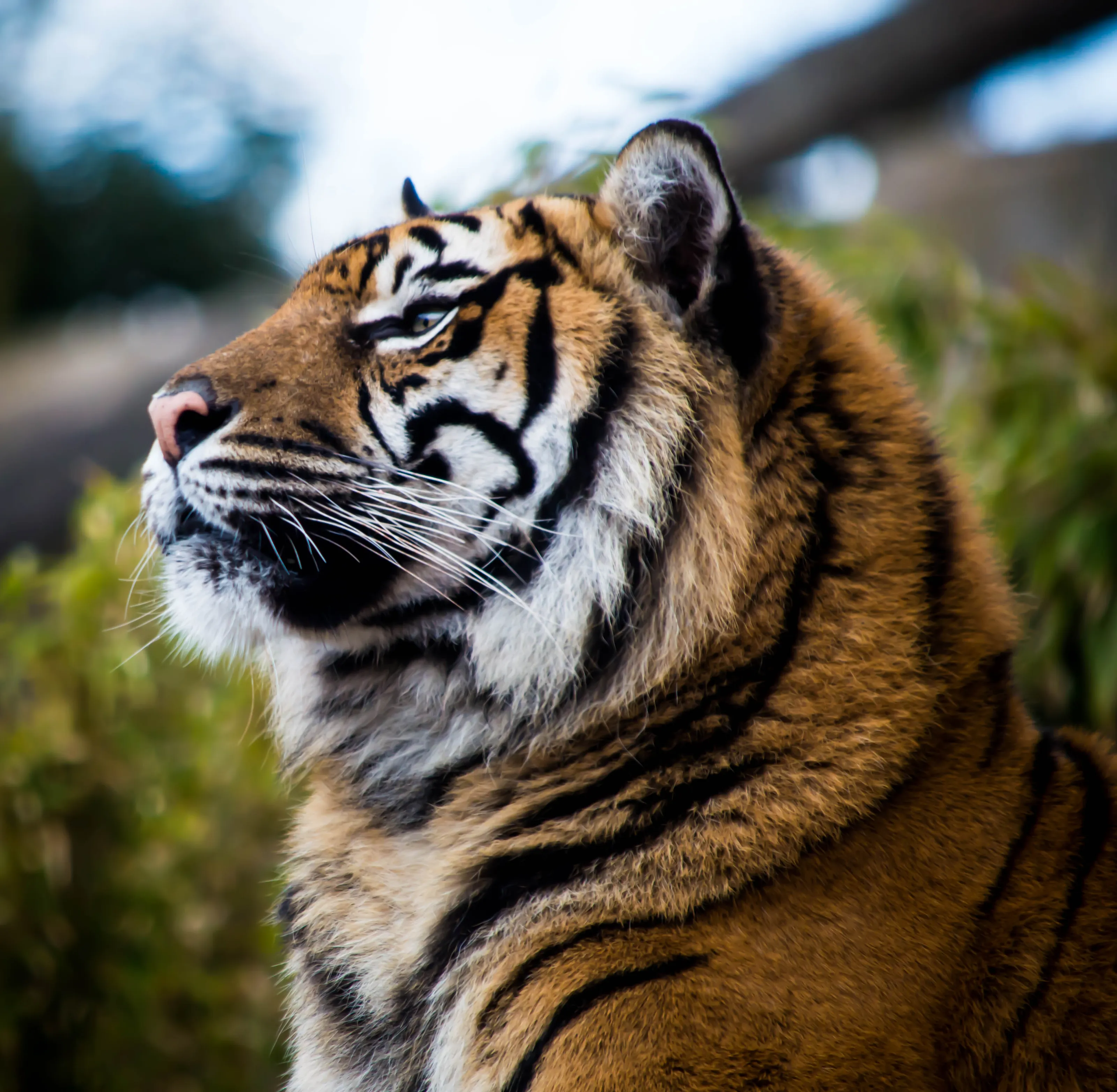 The Courageous Tiger.