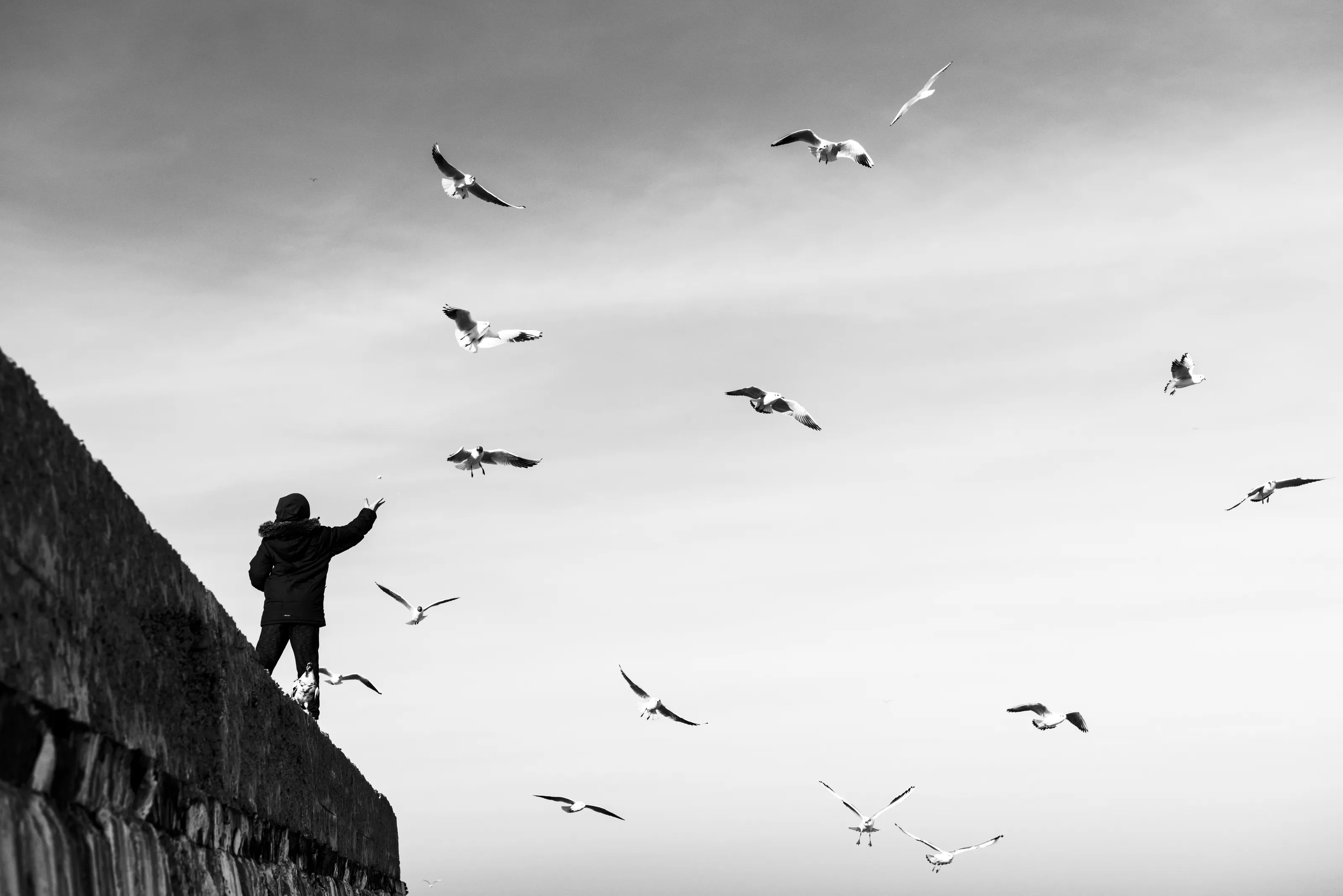 Boy and gulls