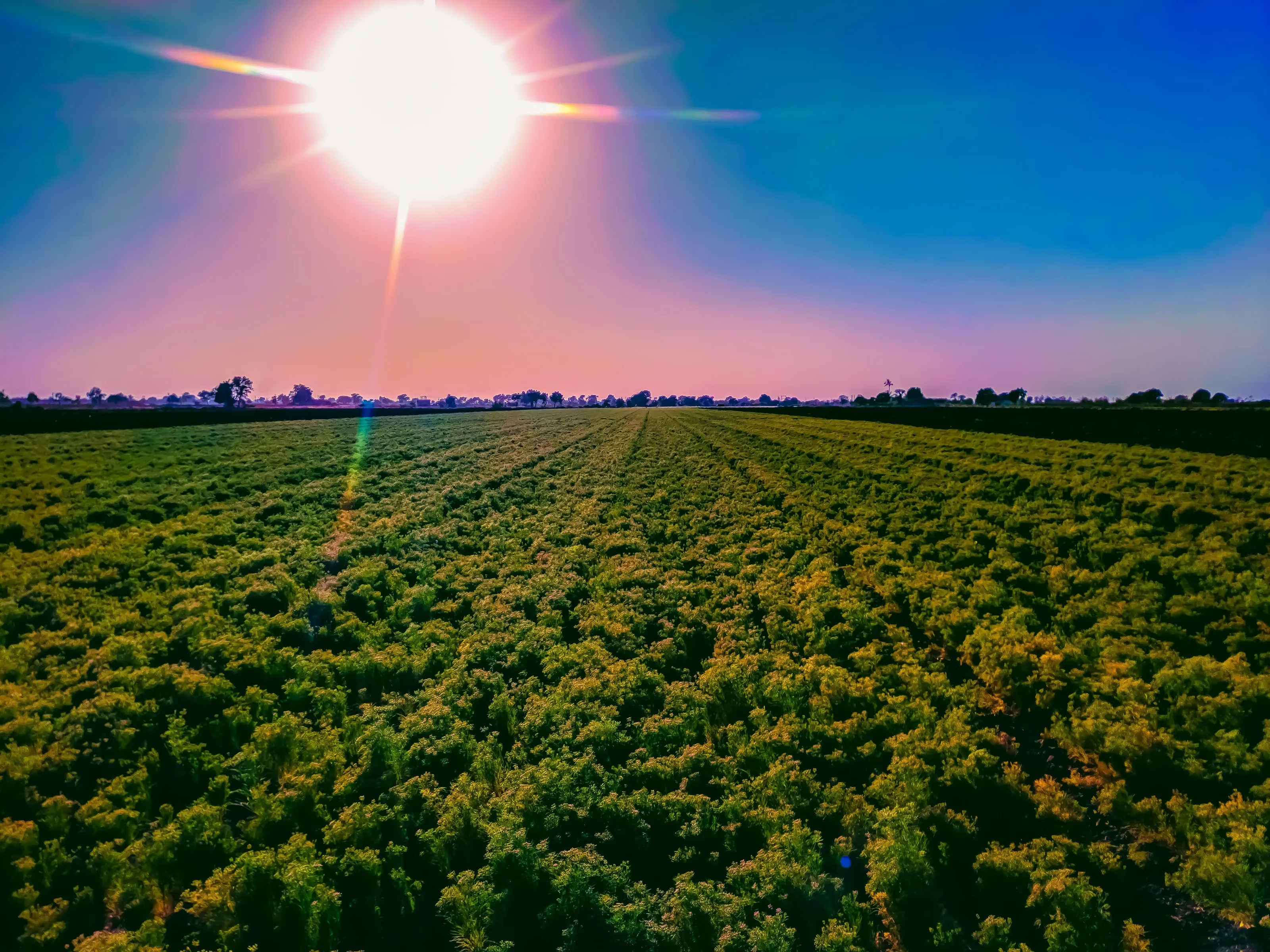 A farm with sun and blue sky