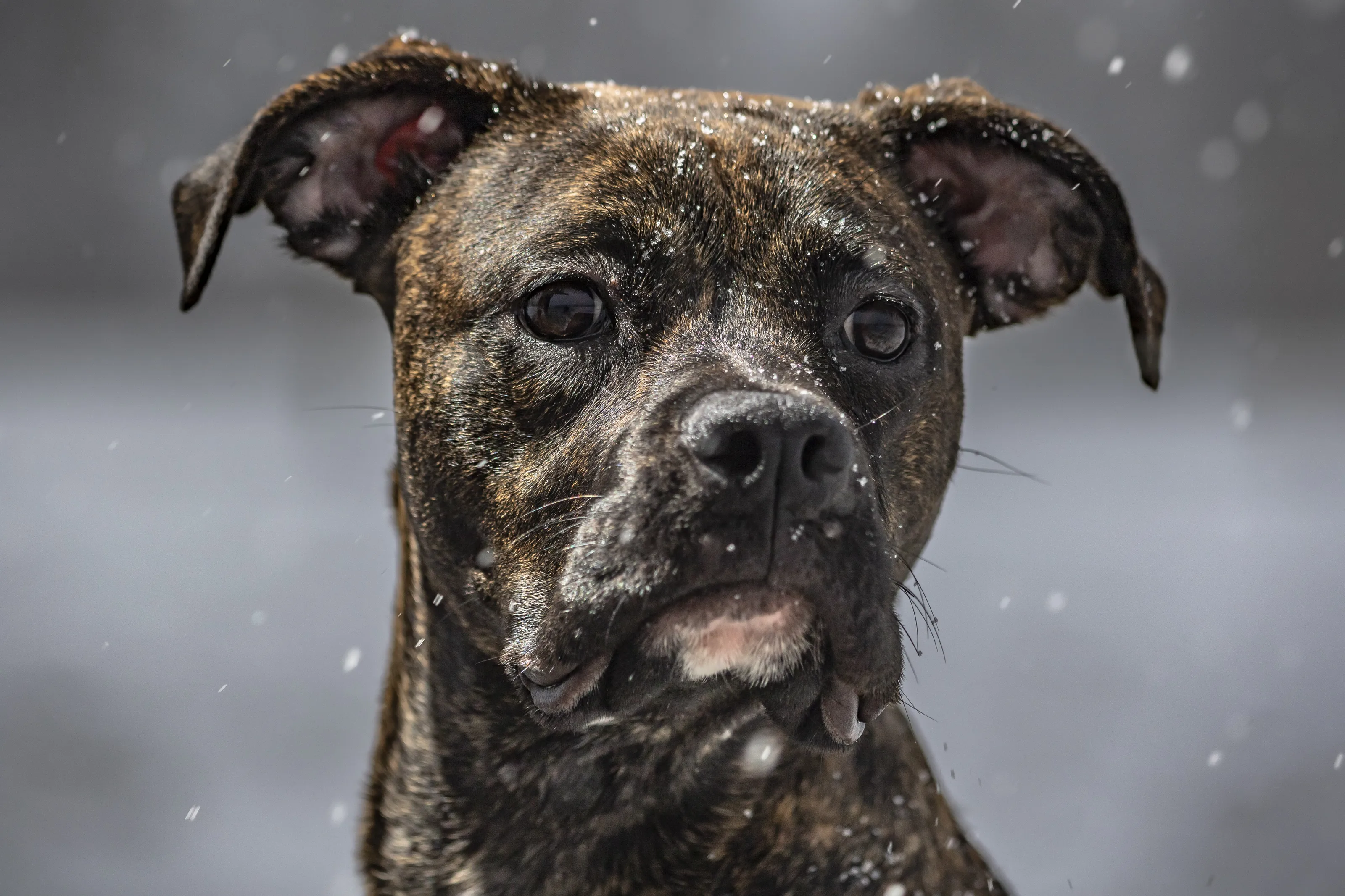 Snow Dog