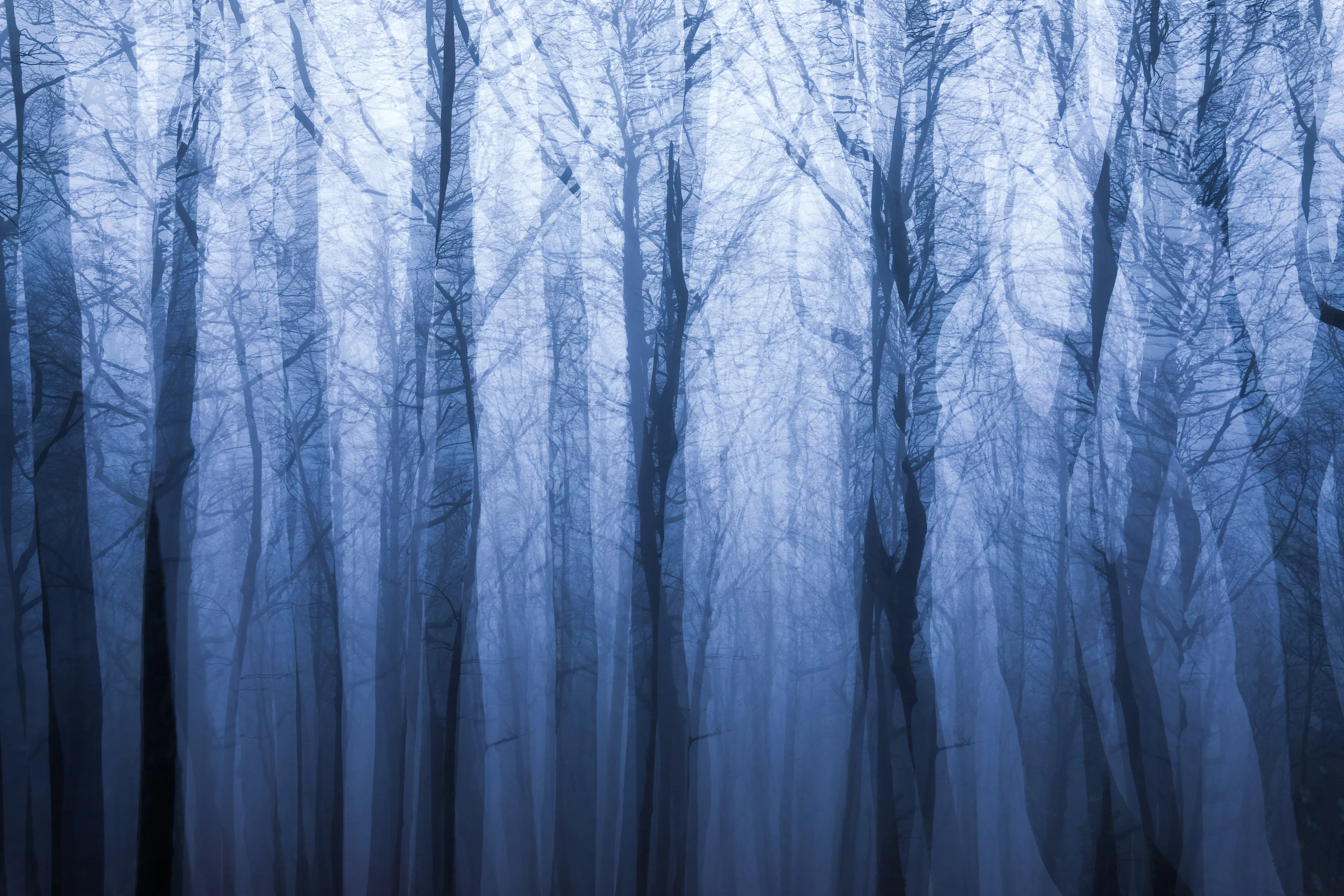 Forestal Diversions