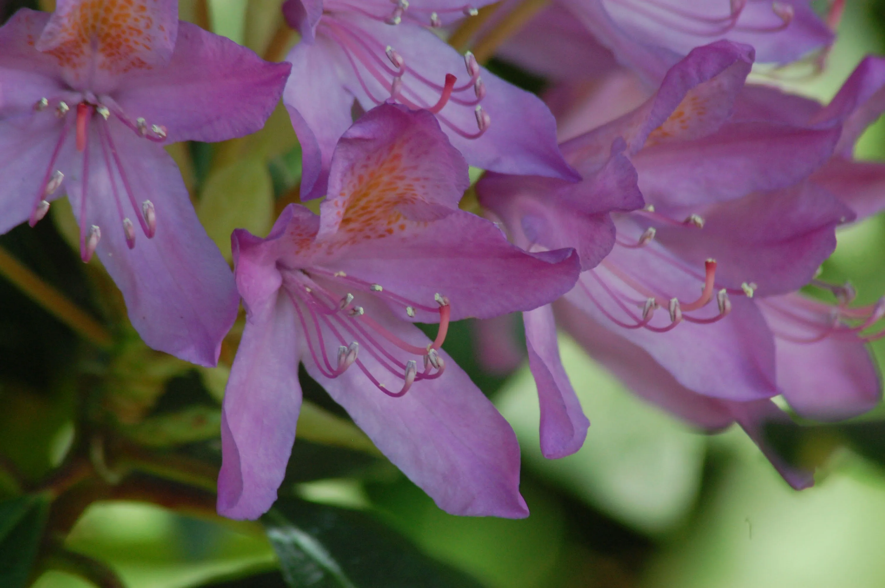 Nature in pink