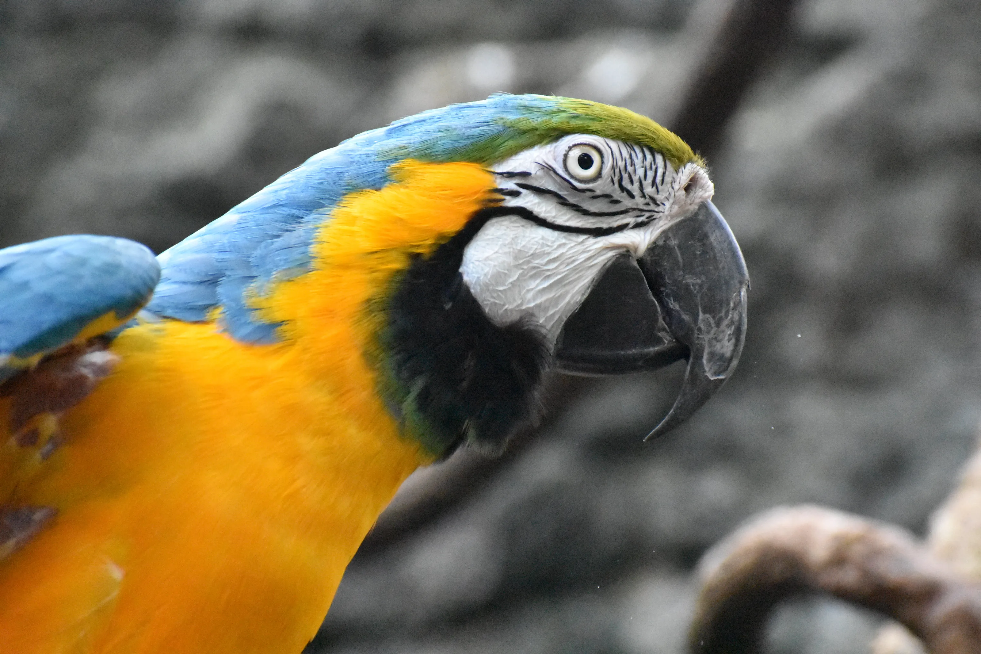 Colorful Macaw