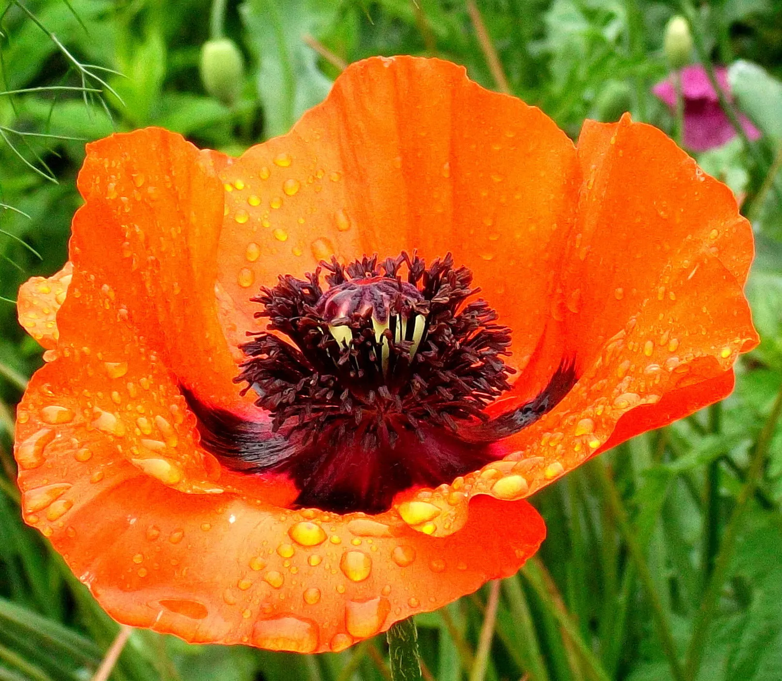 Poppy and rain drops