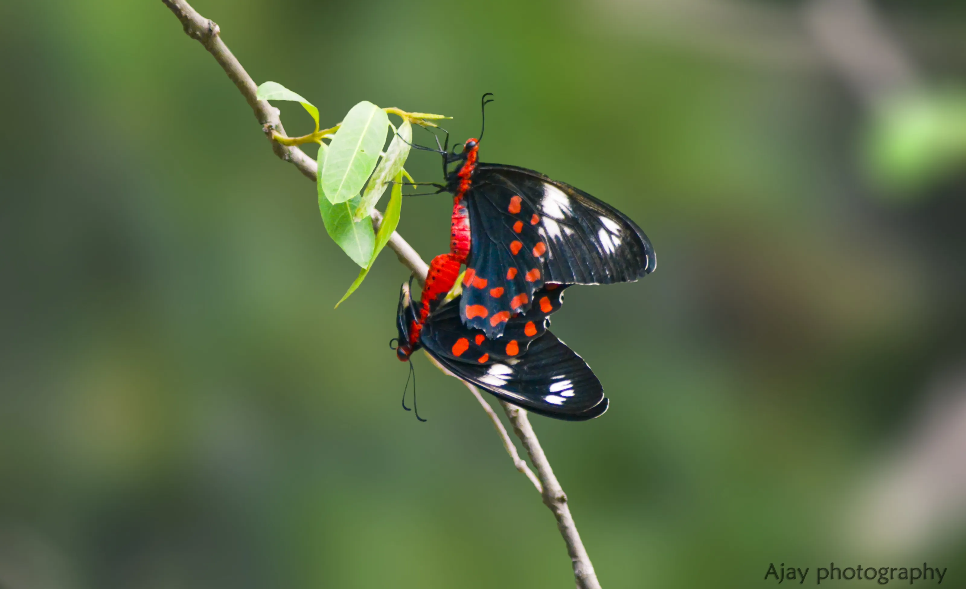 Butterflies