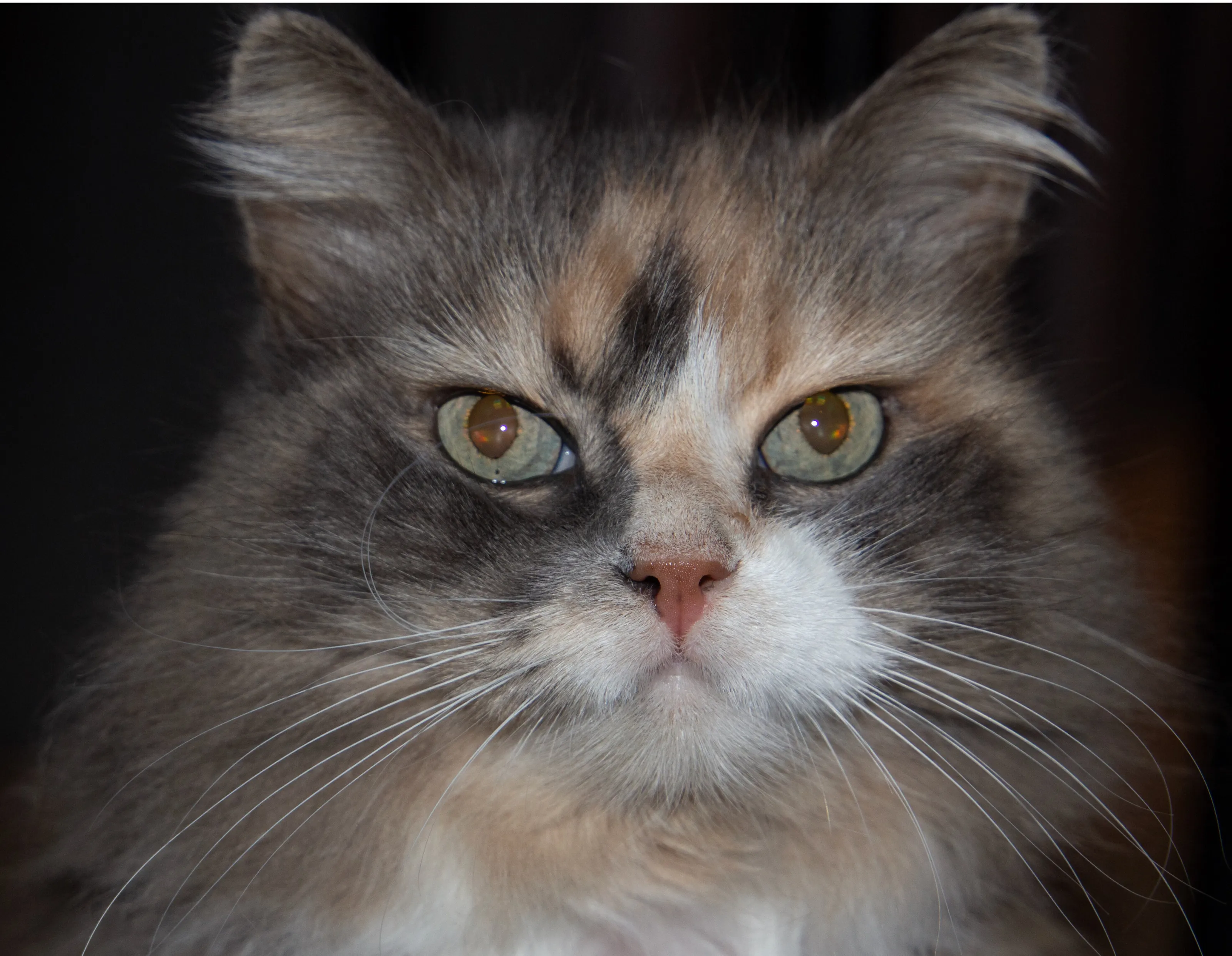 Catacus