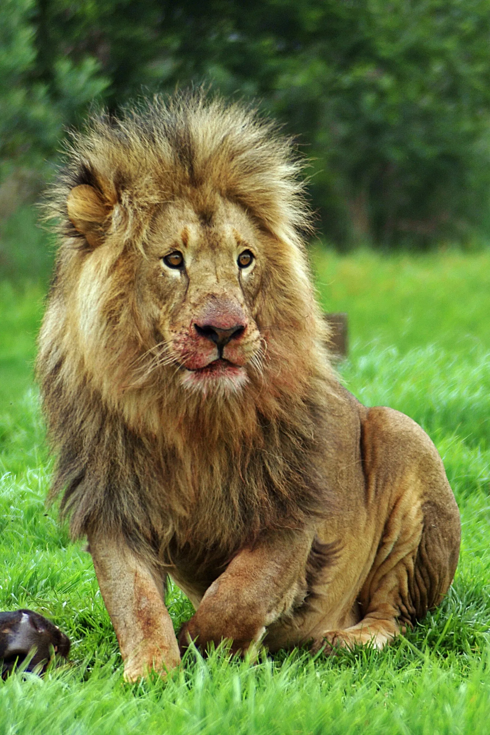 Lion-1