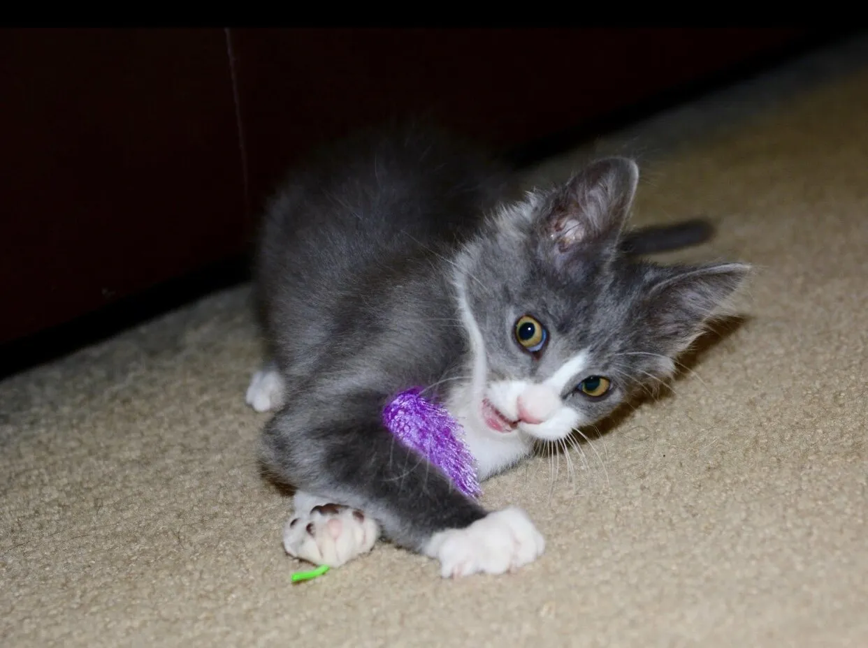Baby kitty