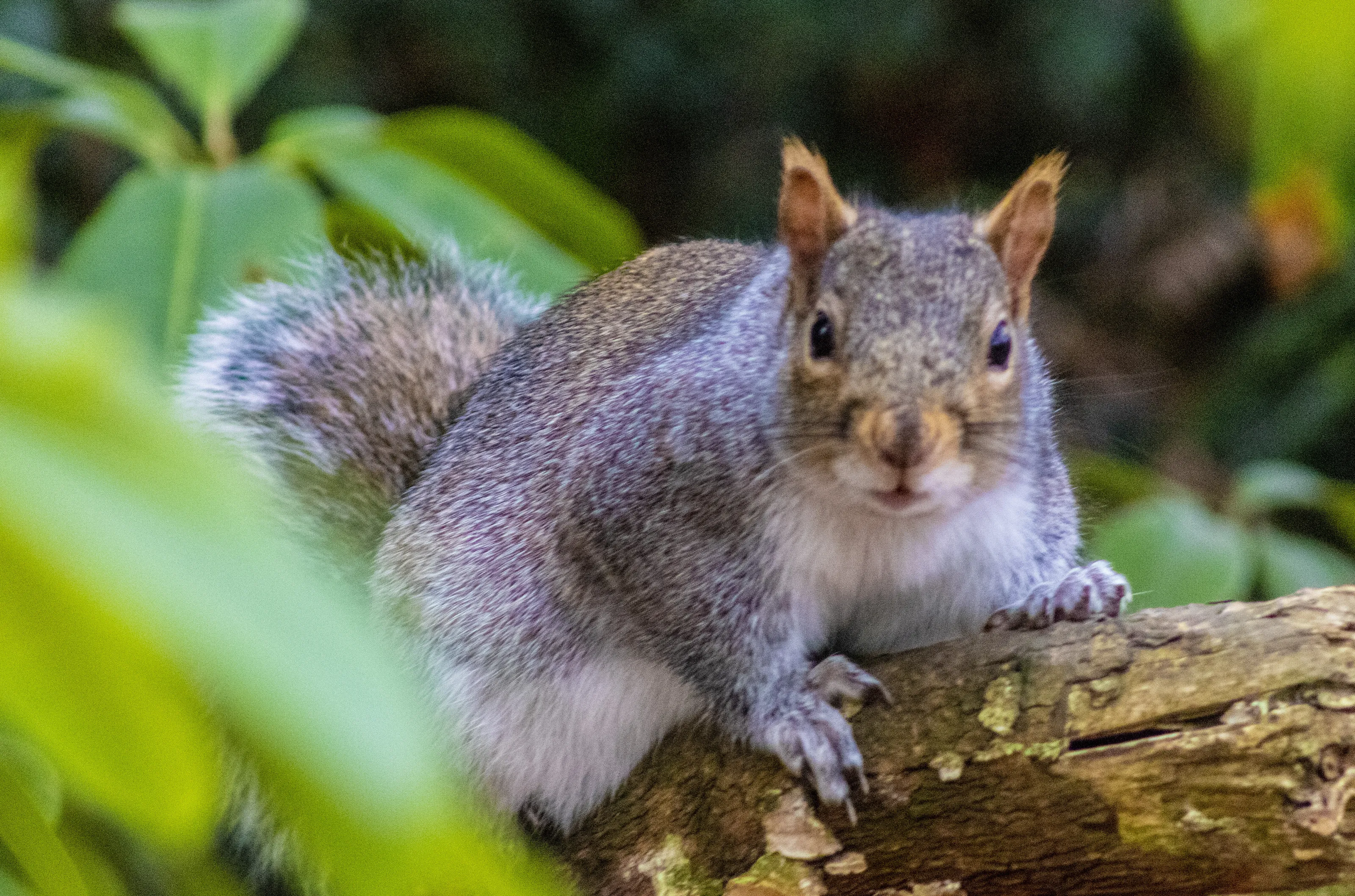 Grey Squirrel