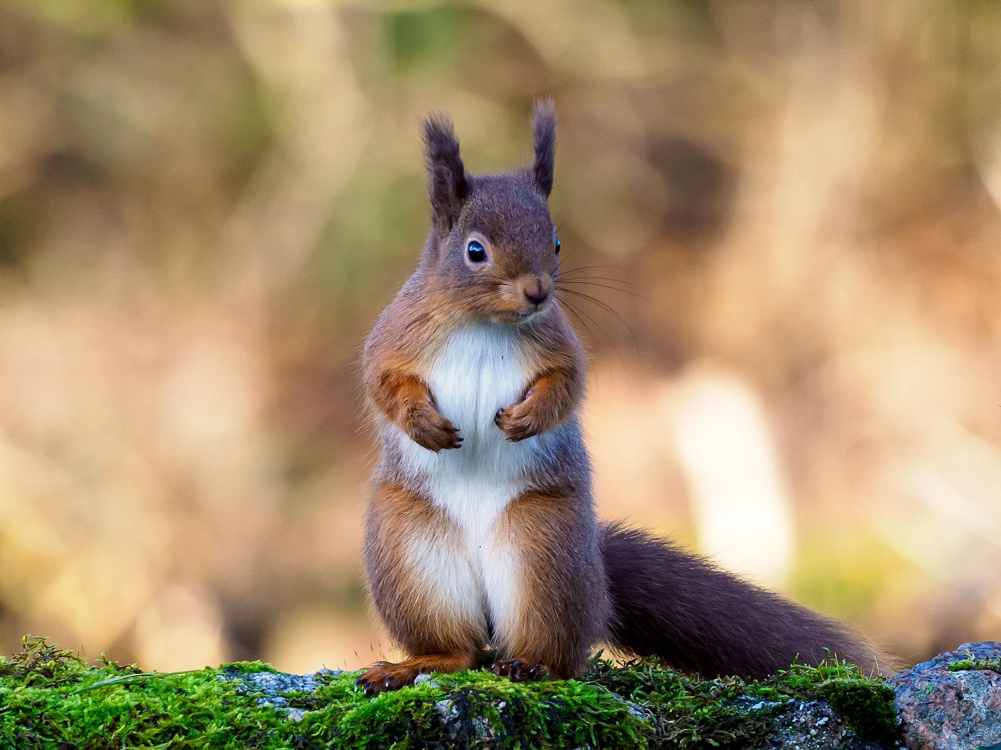 Red Squirrel