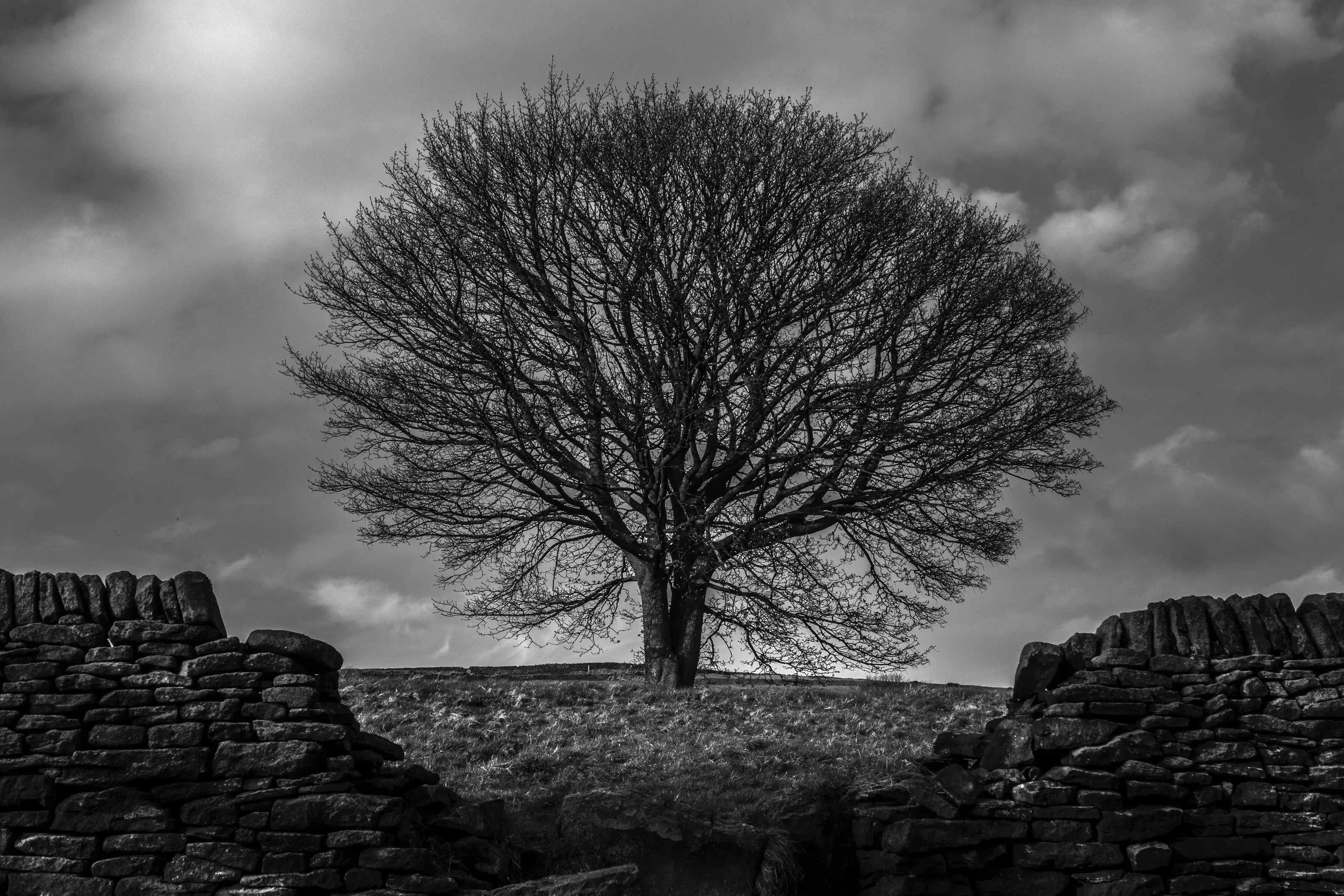 Make way for tree