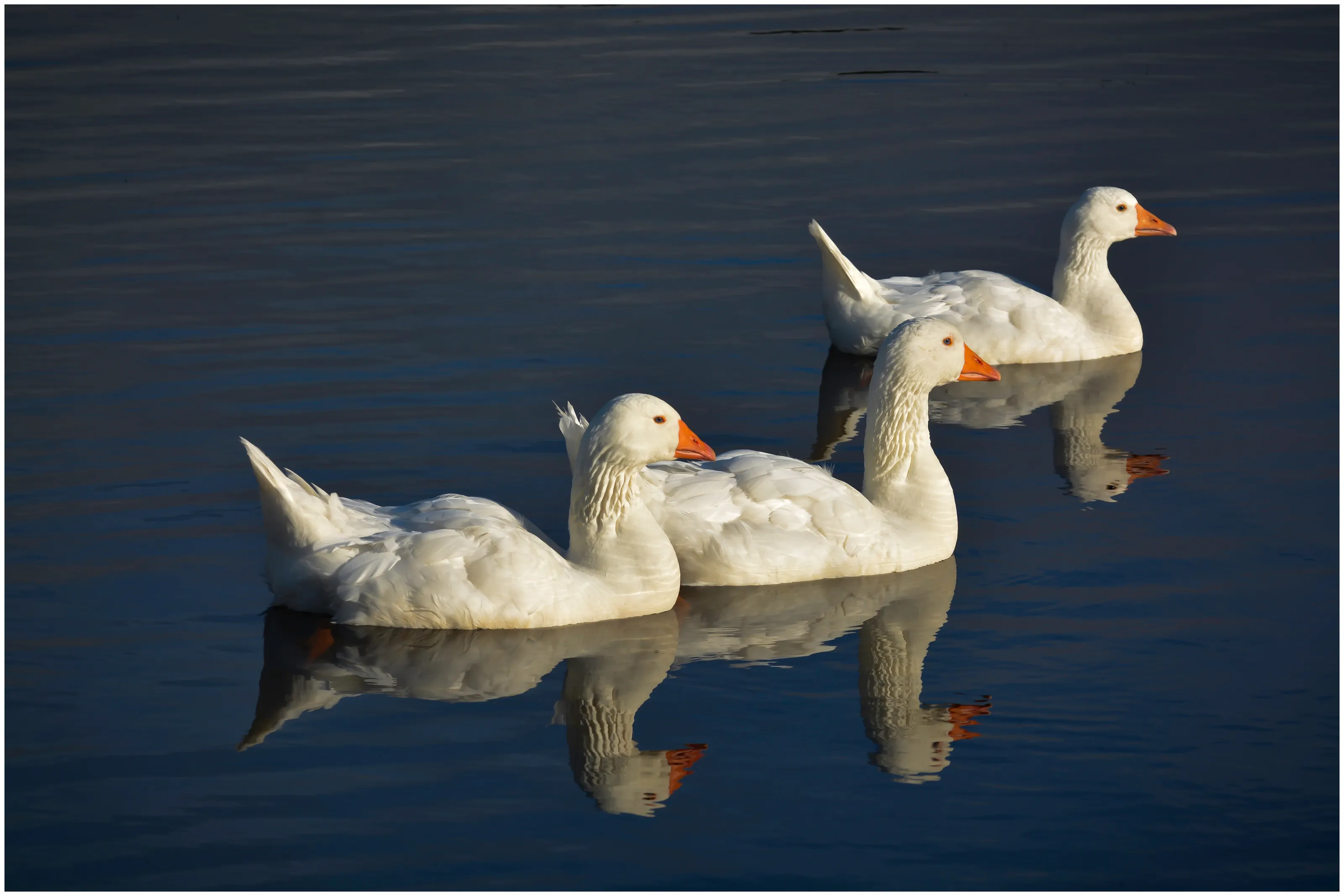 Ducks