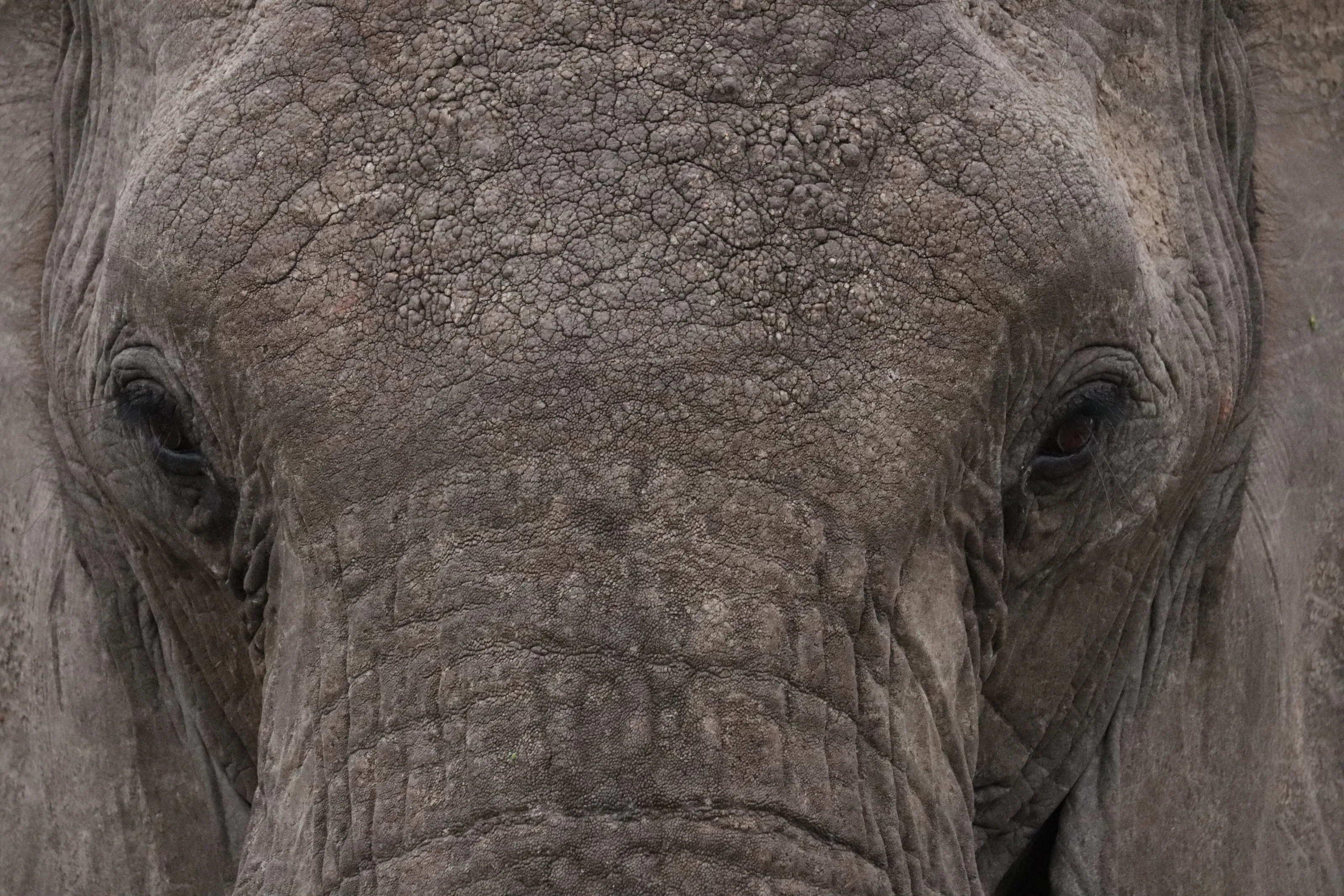 Gentle Giant