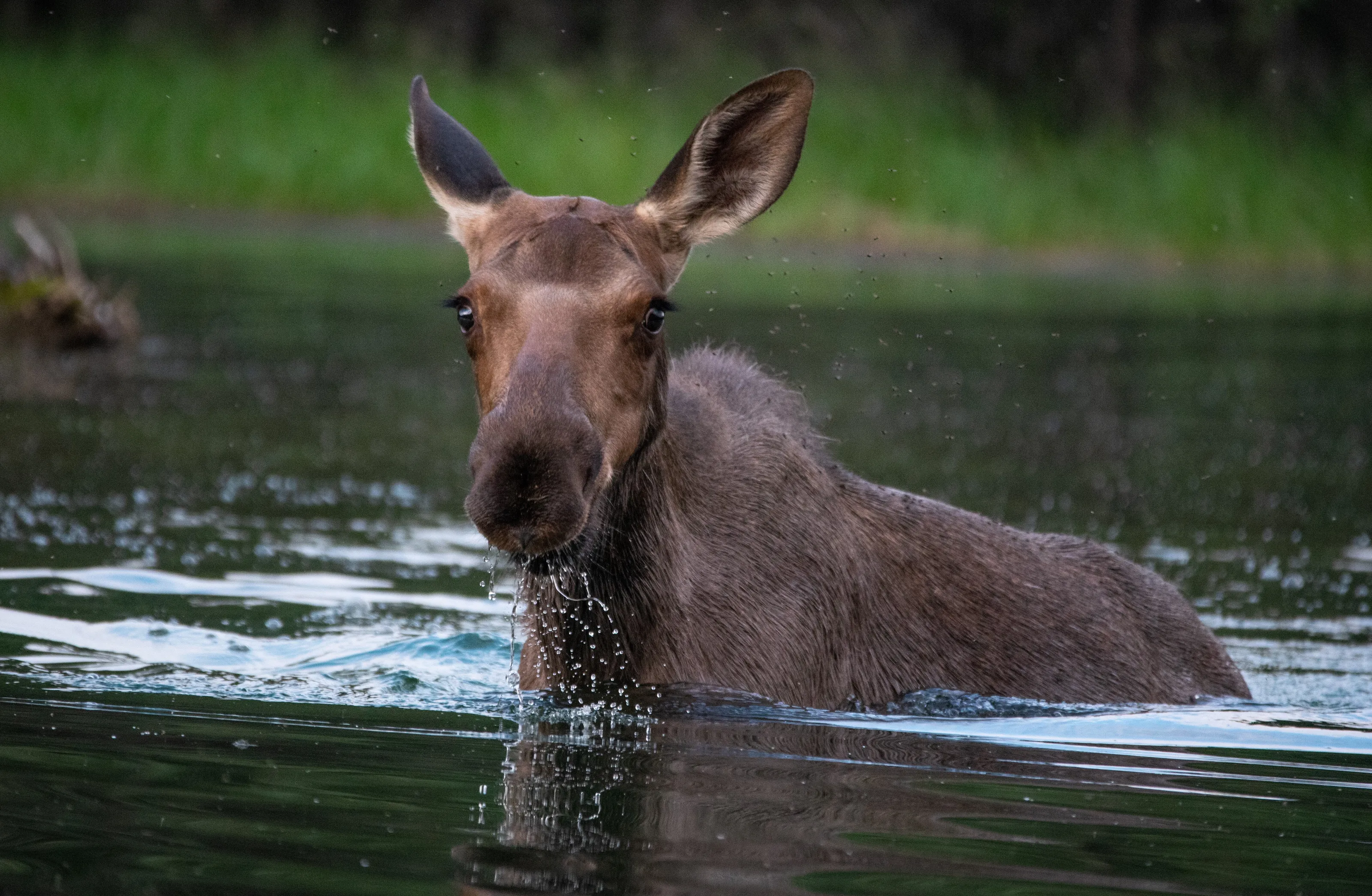 Alaskan Splash