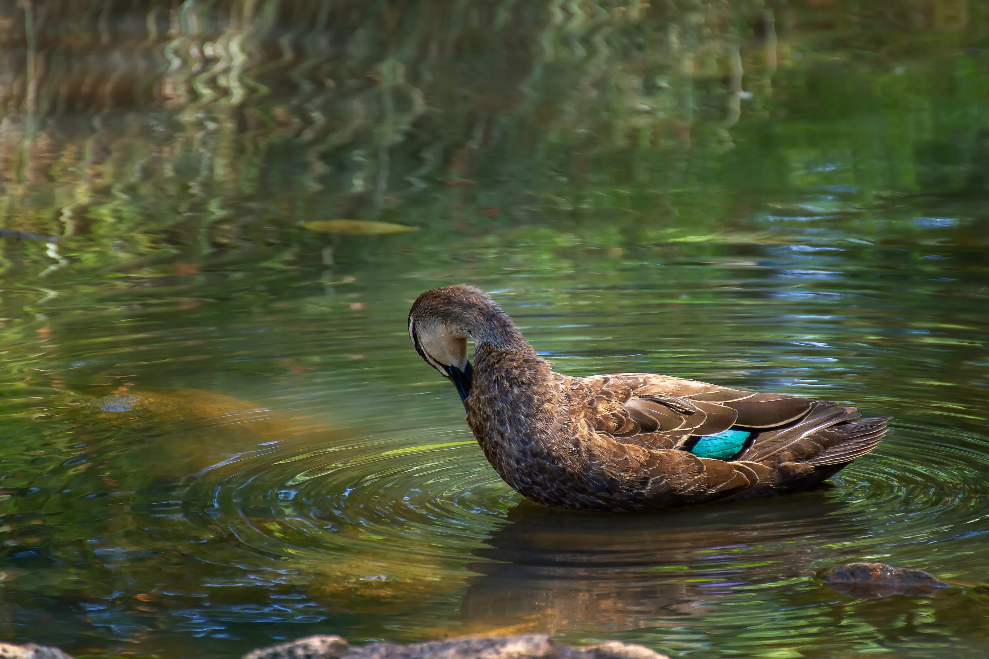 Beautiful duck