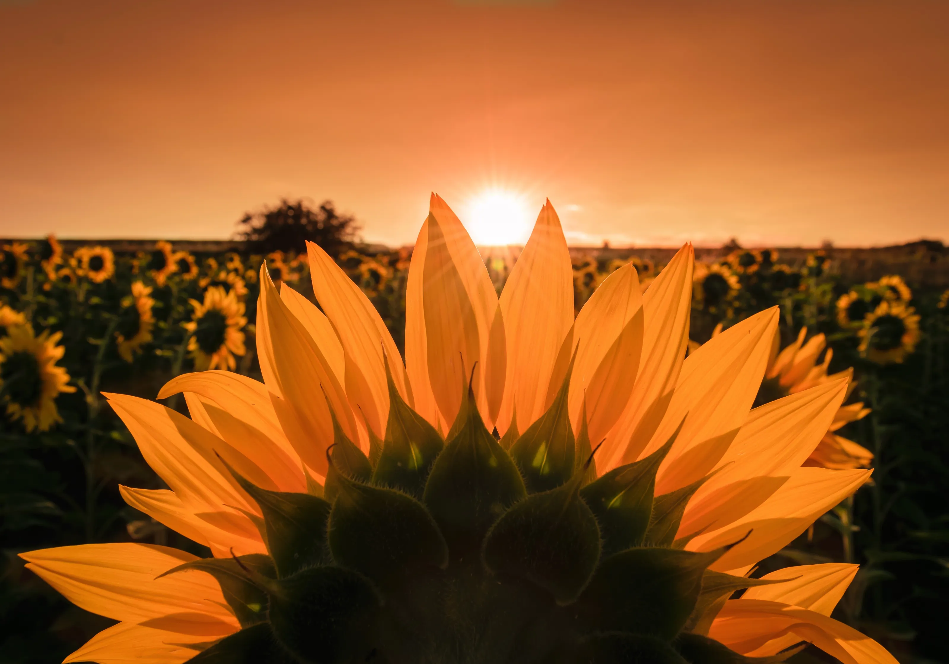 Sunflower
