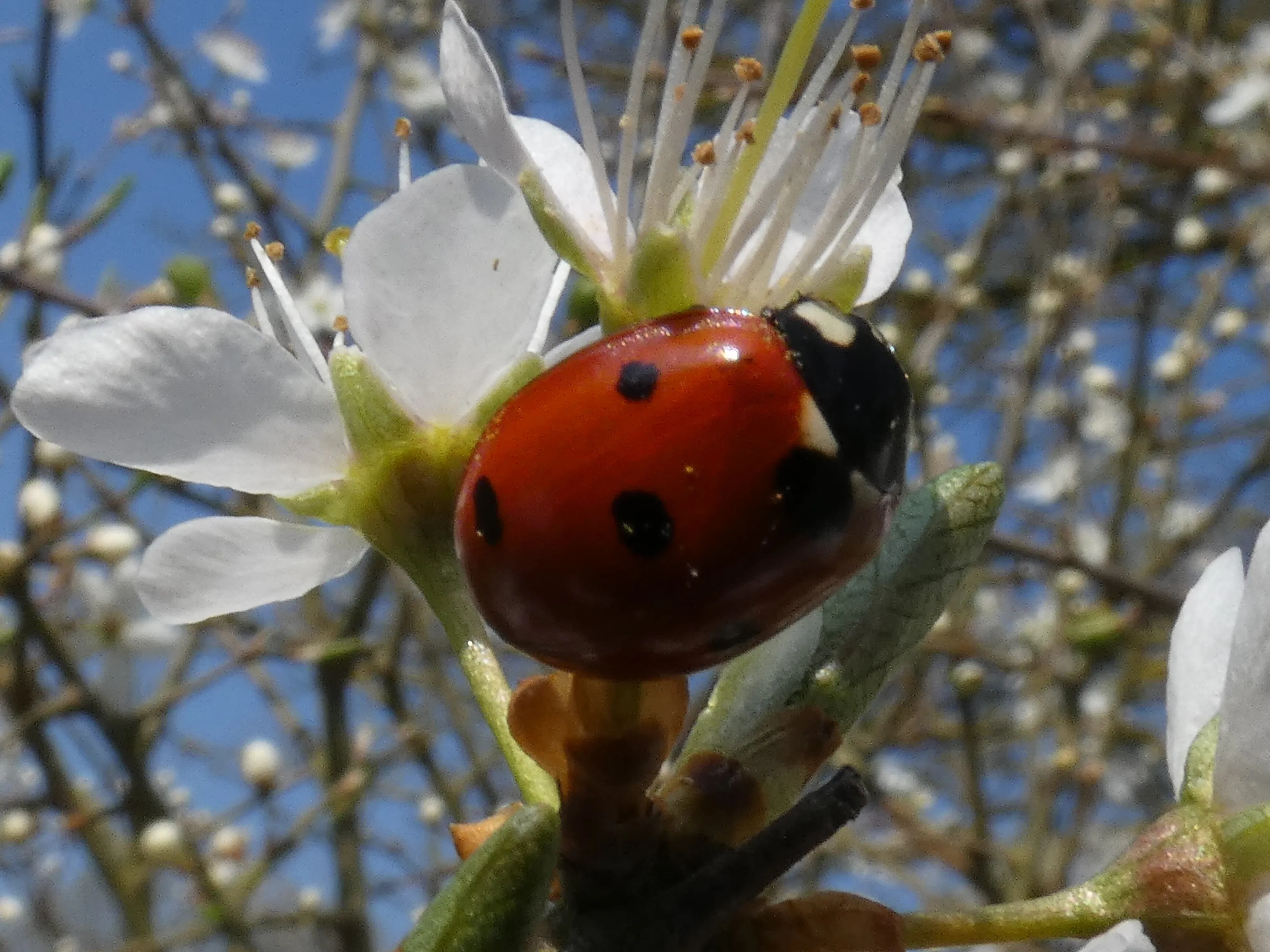 First Ladybird