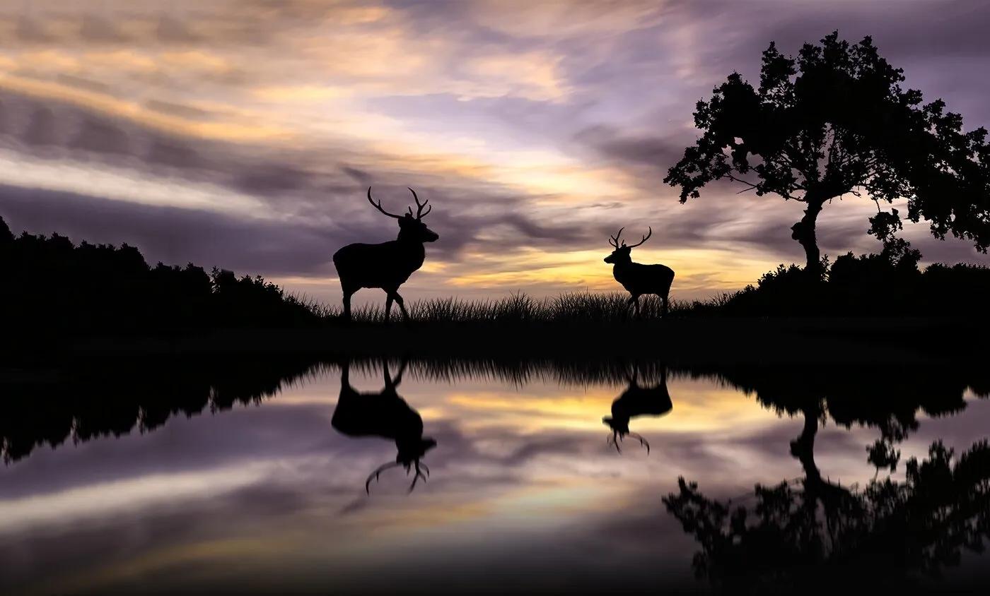 Deer Silhouette