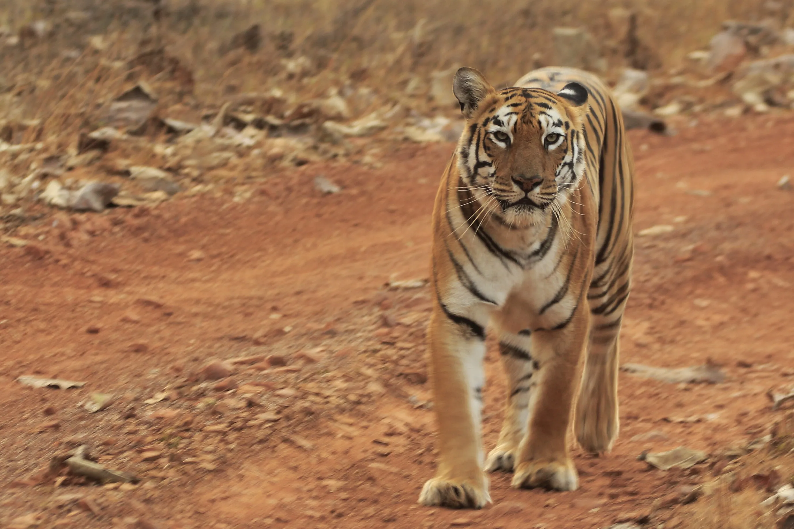 Maya - the Queen of Tadoba