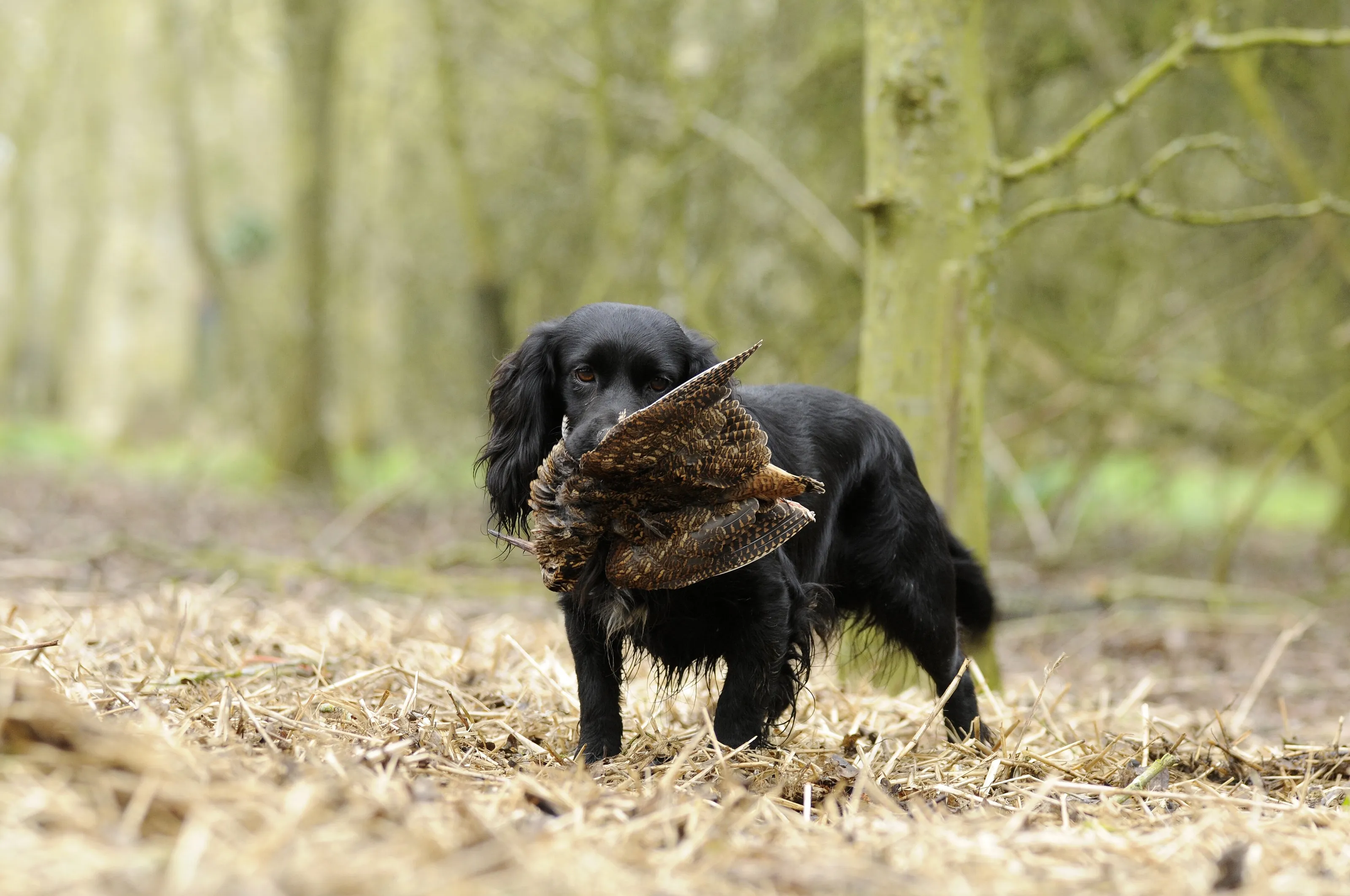 Cocker Spaniel with woodcock