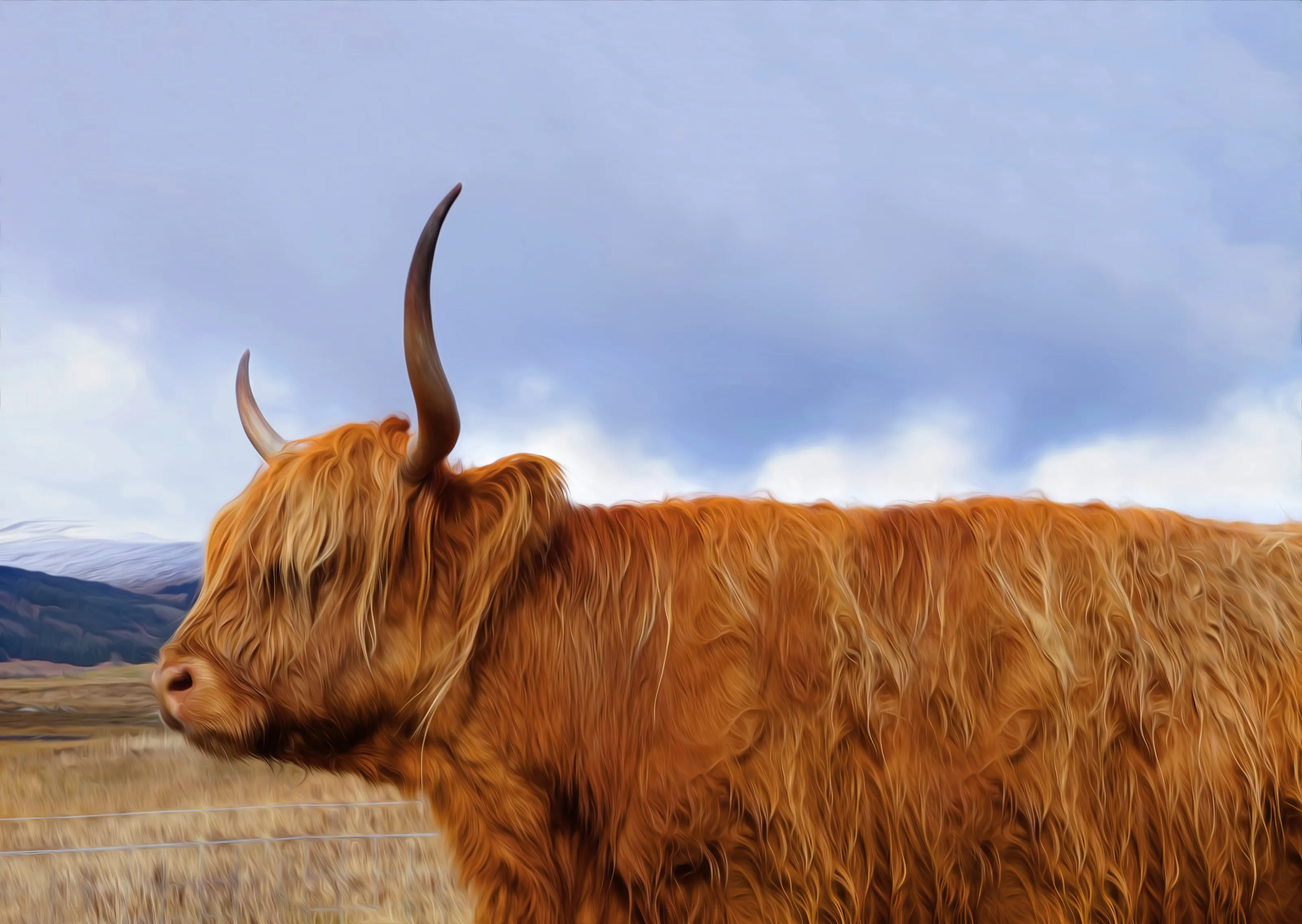 Highland Cow of Mull