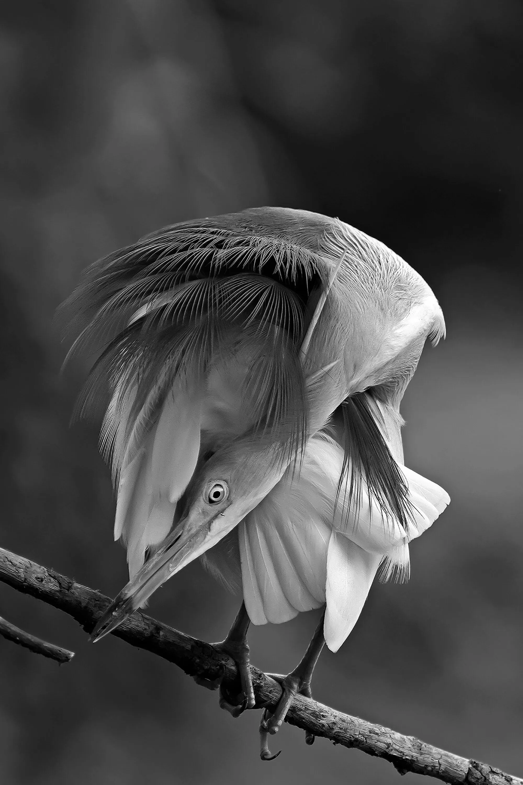 Grooming moment of Heron
