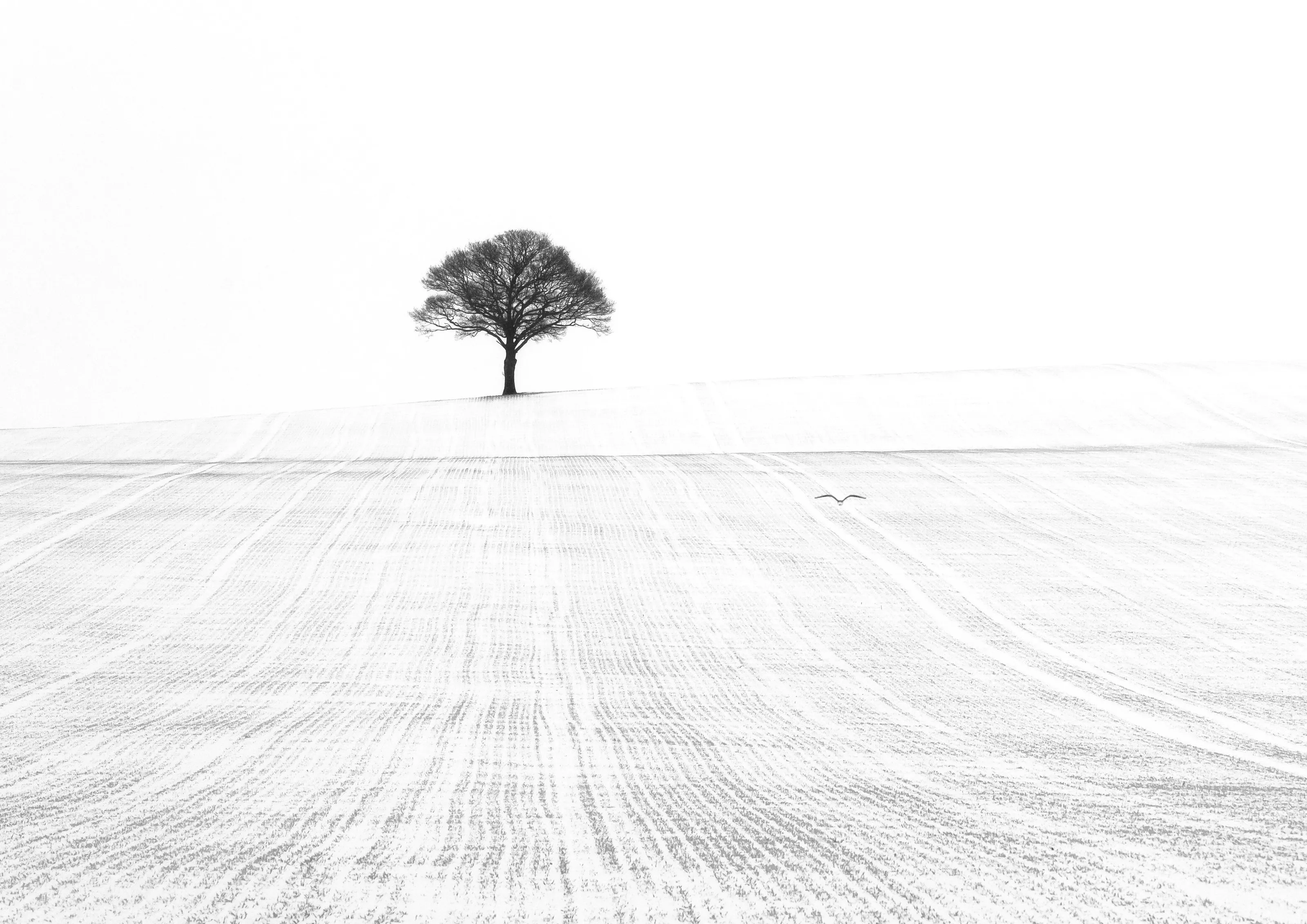 Solitude In the Snow