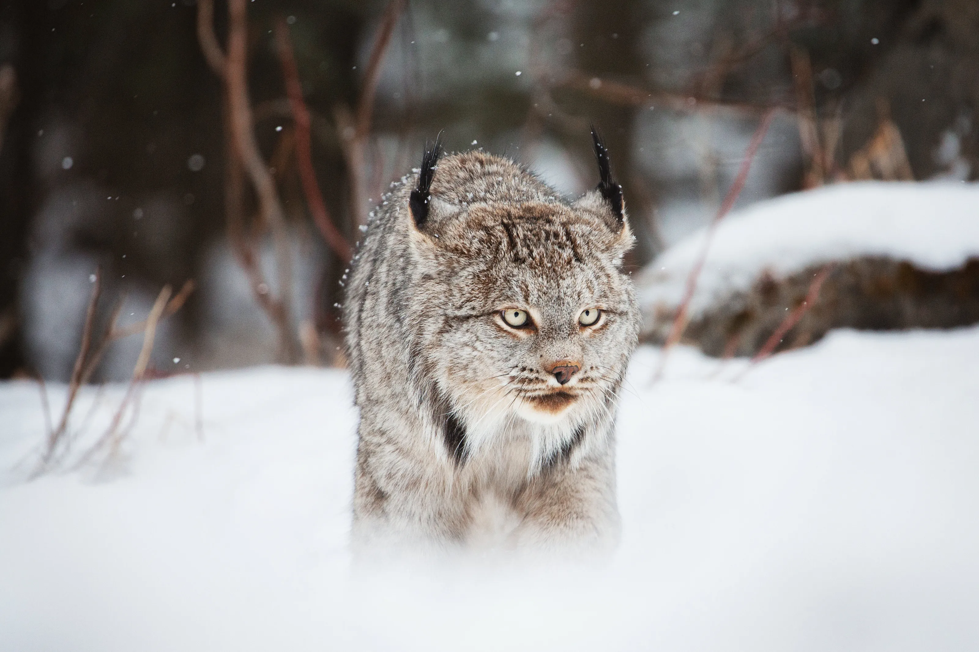 Lynx