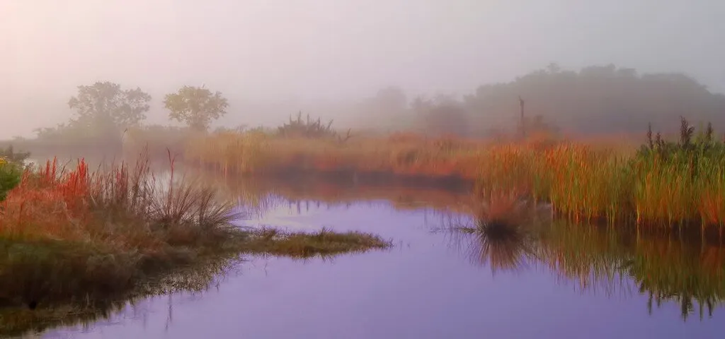 Ethereal Everglades Morning