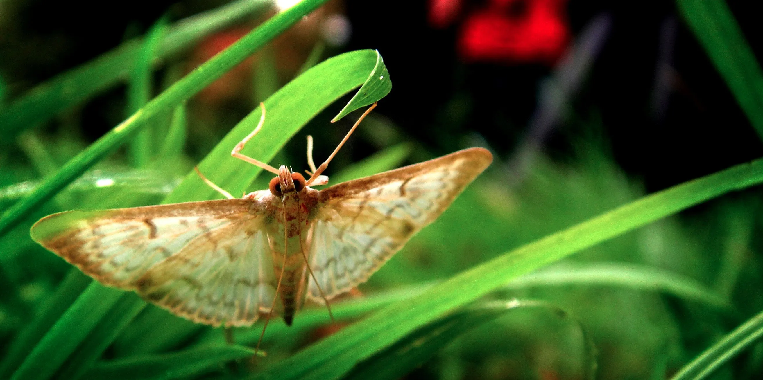 Hanging Moth