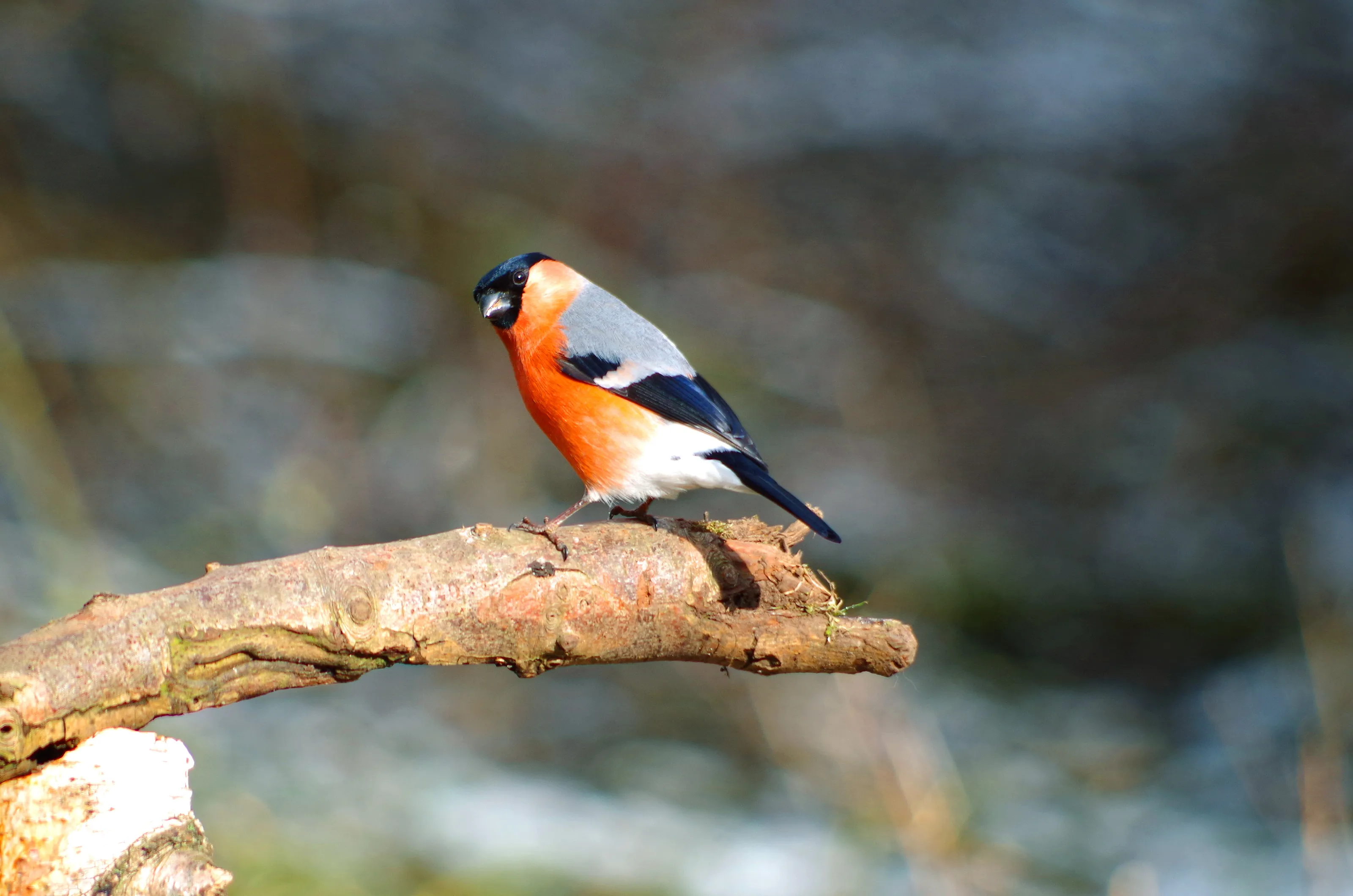 Male Bullfinch