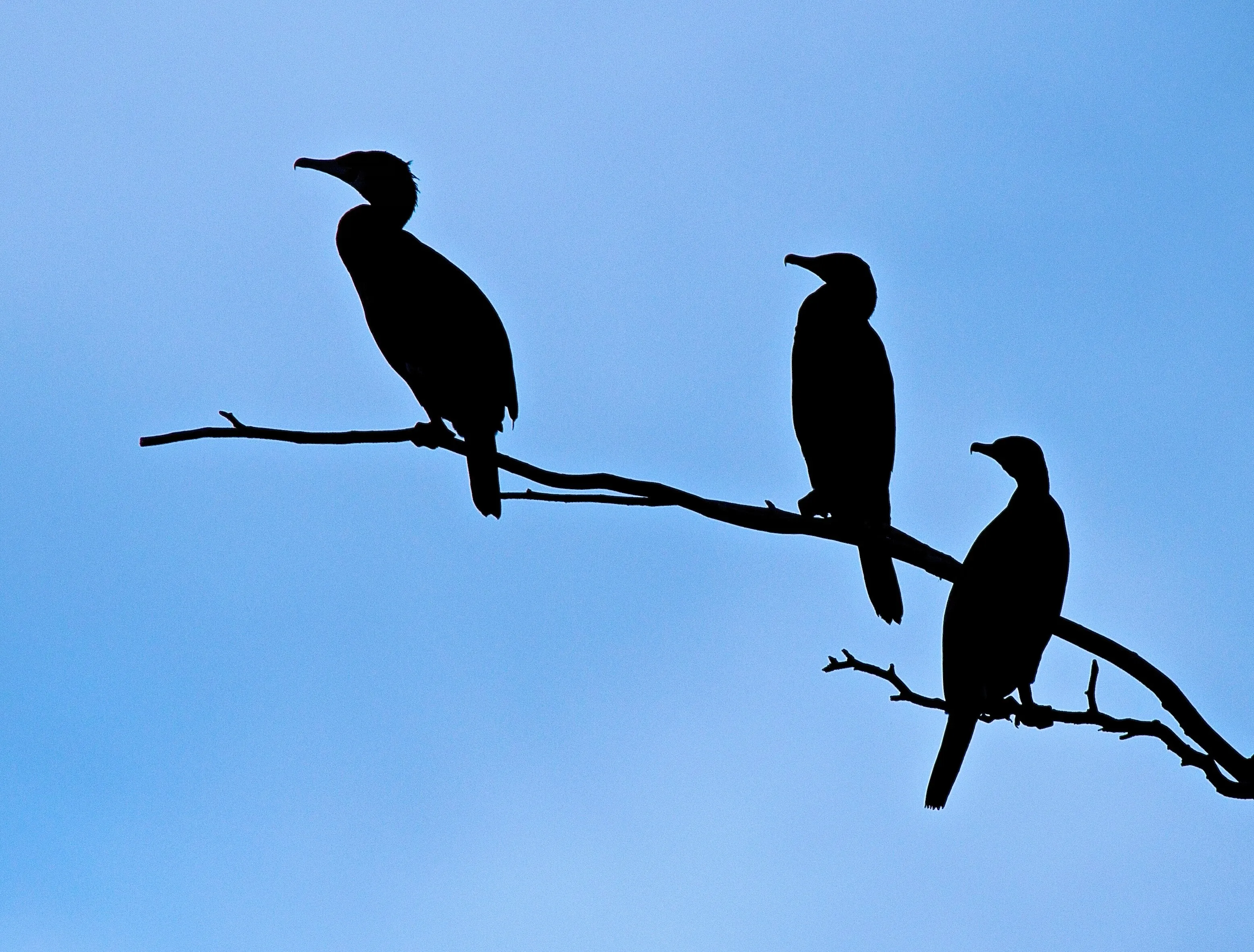 Cormorants.