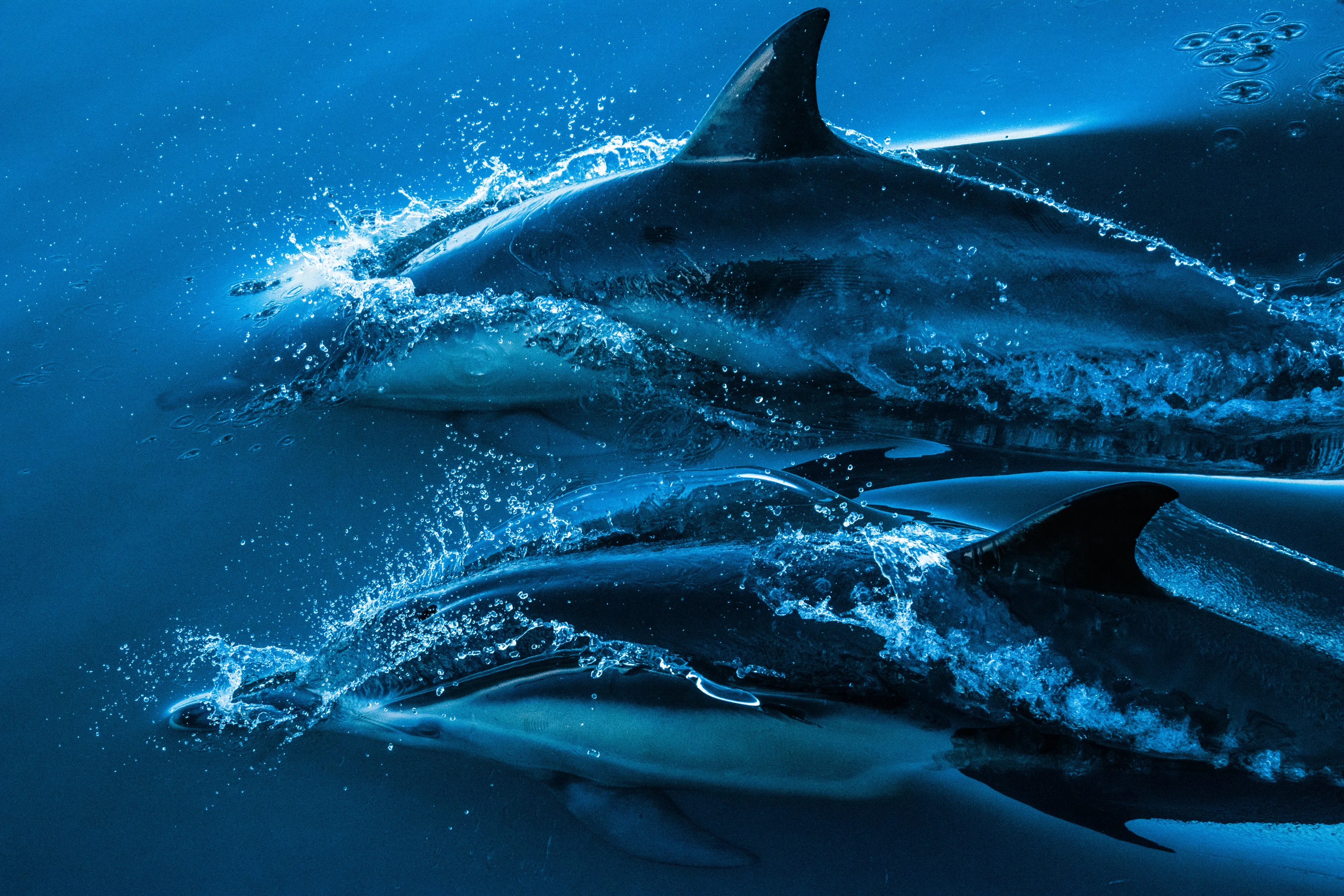 Dolphin jumping out of the water