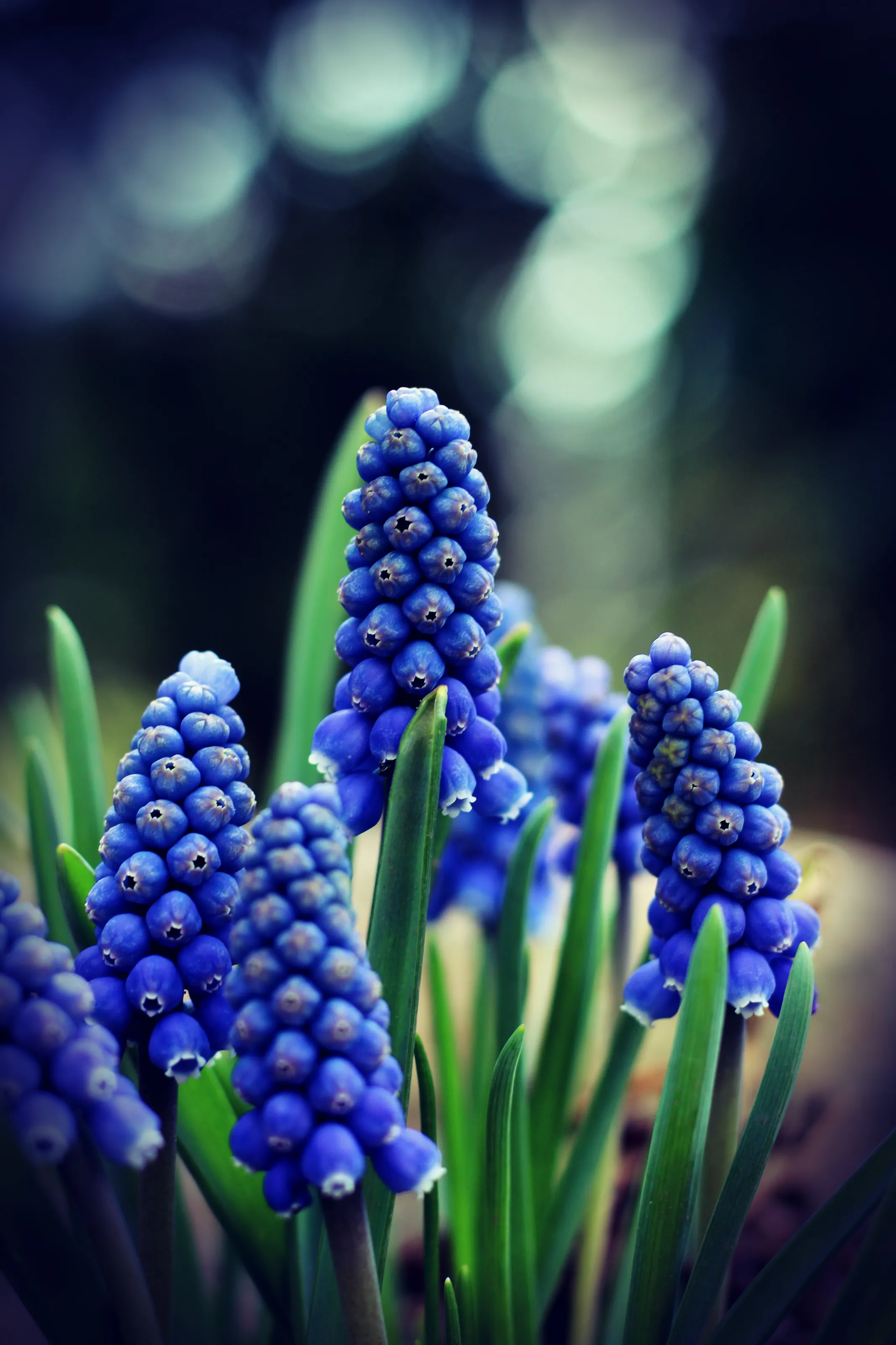 Spring Blues