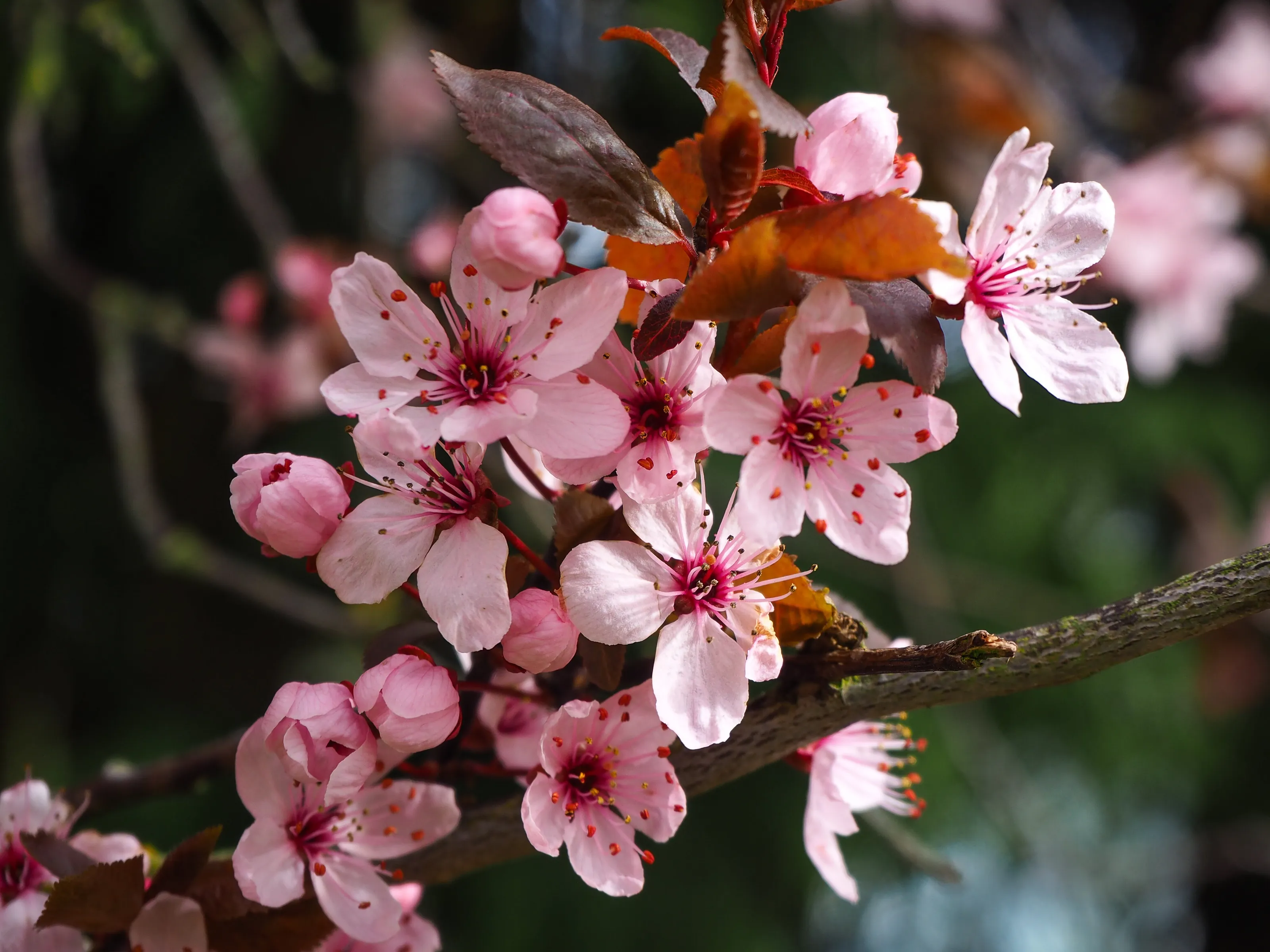 Cherry blossom in early spring