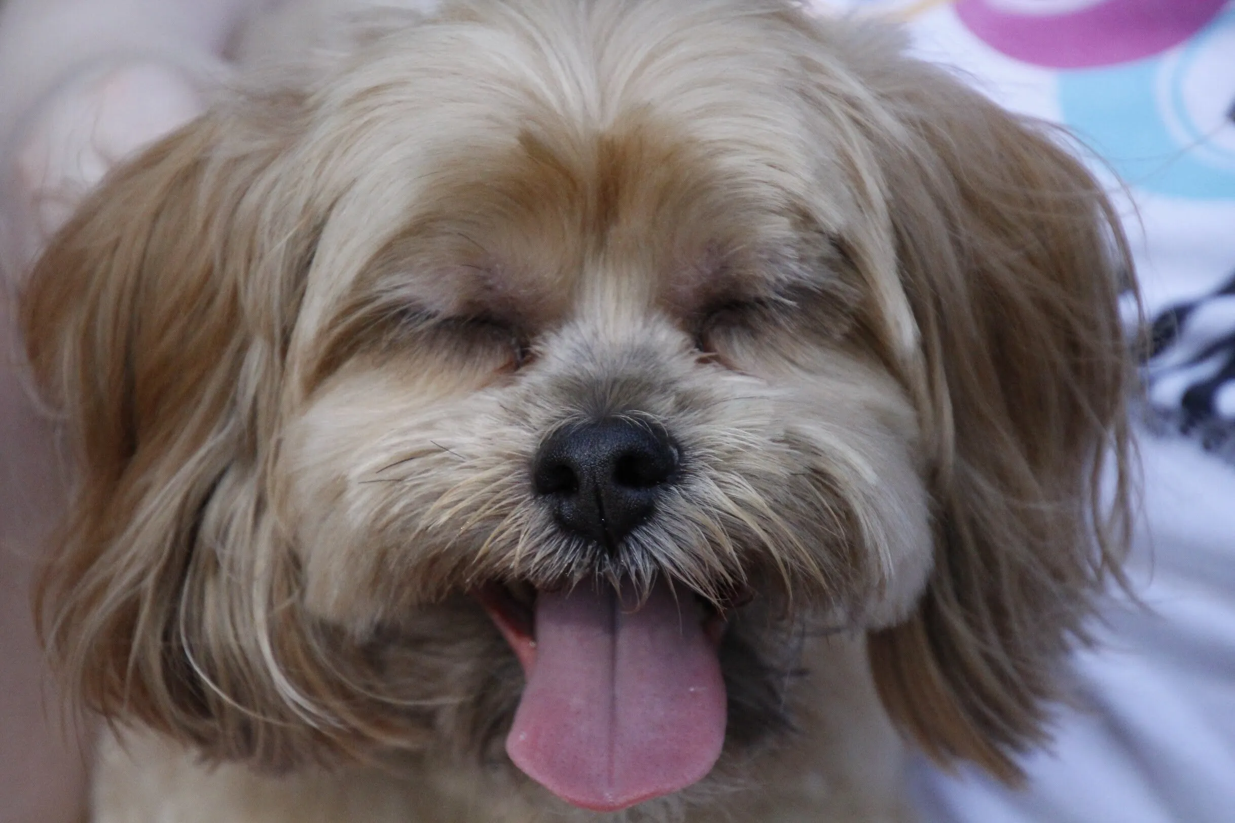 Doggy smile
