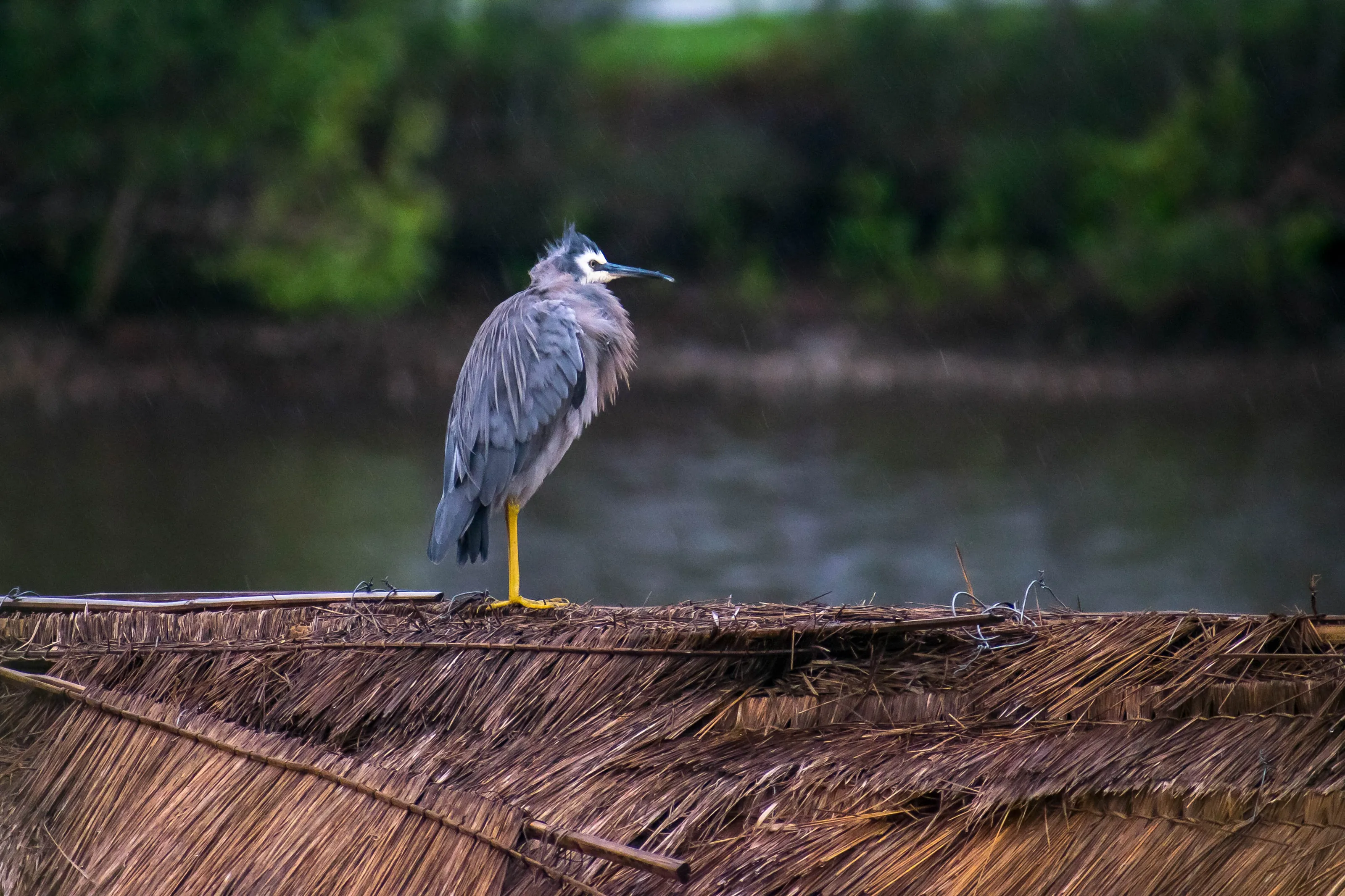 White-faced Heron