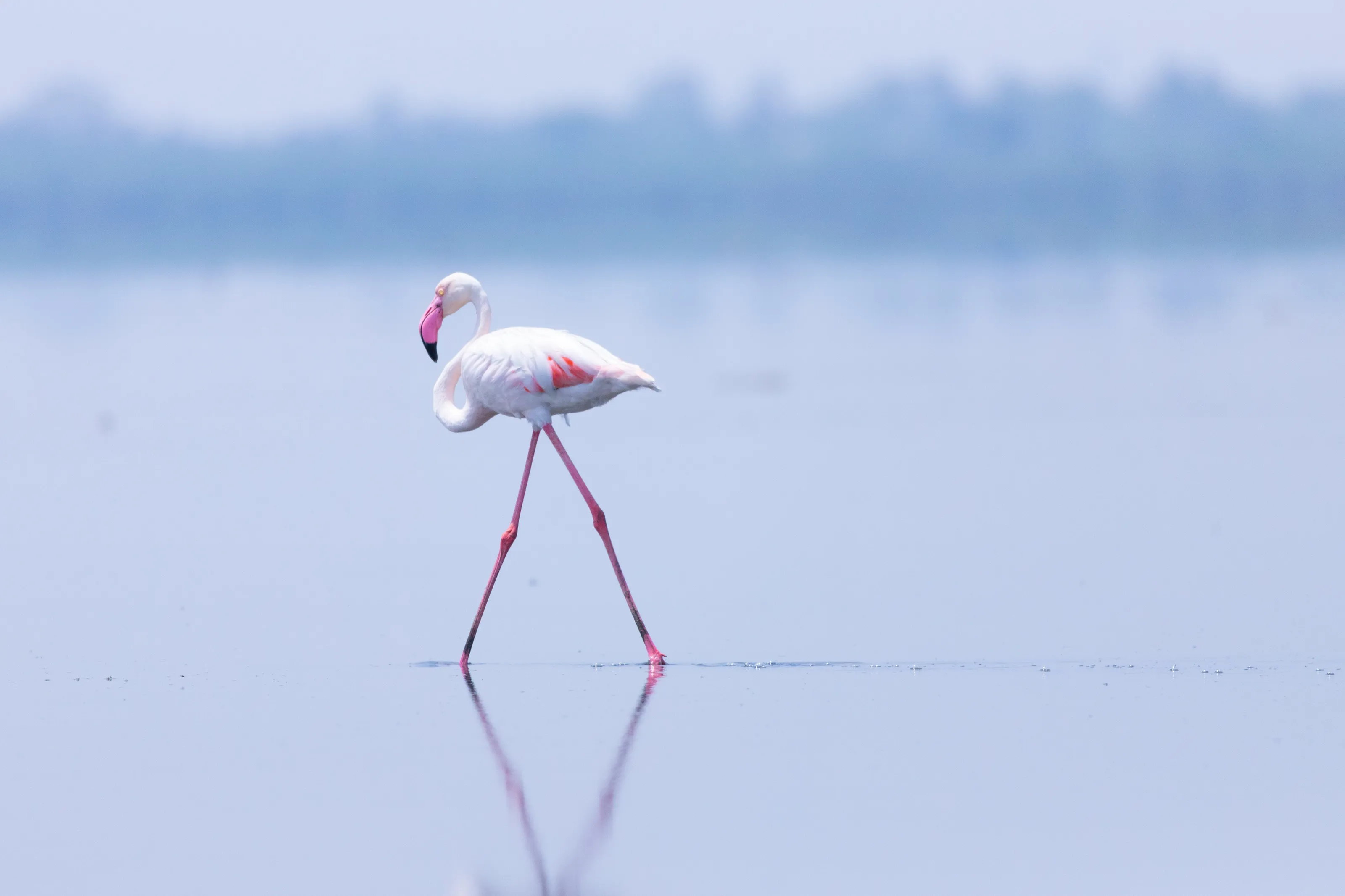 Flamingo Reflection