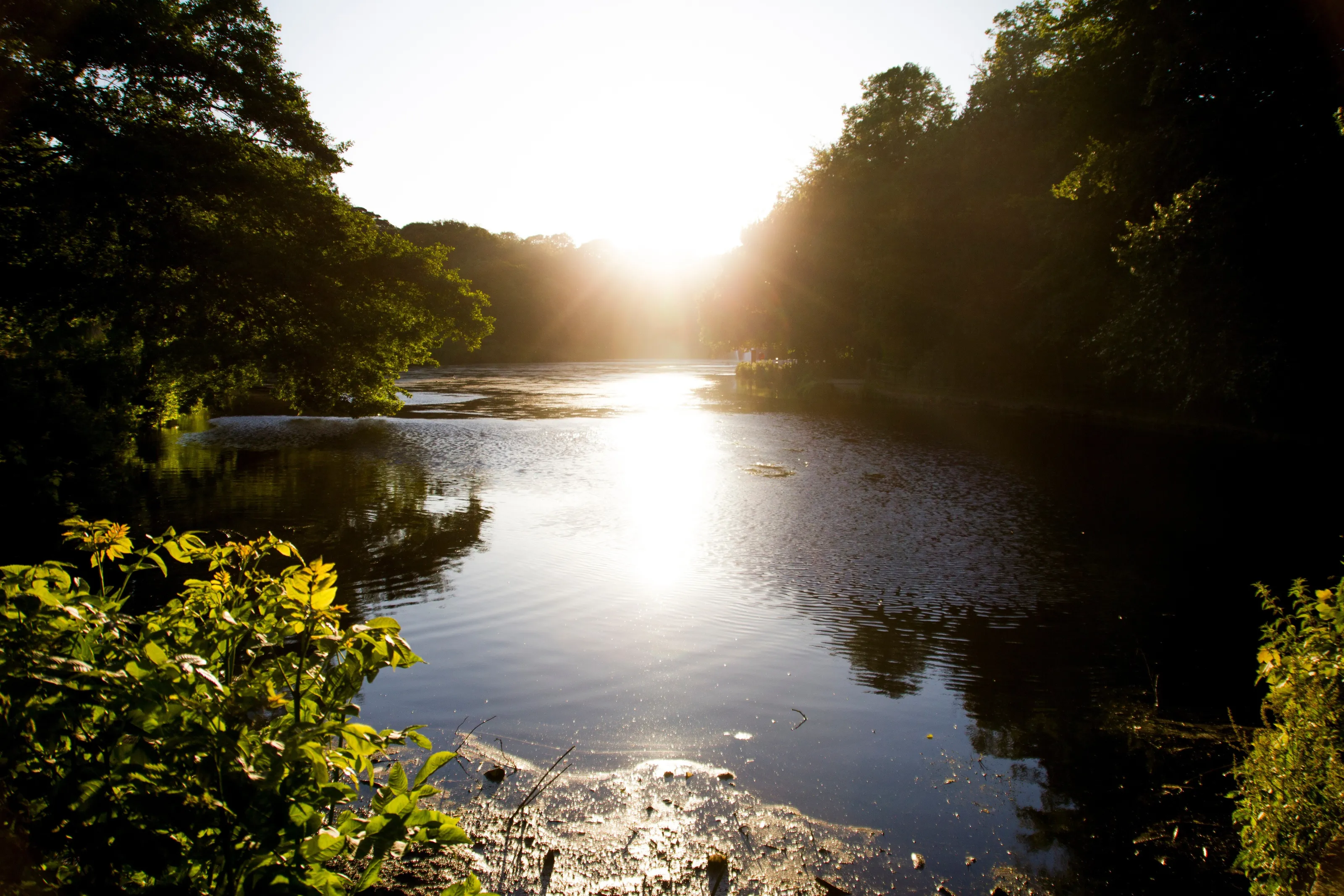 Roundhay Park sunset.