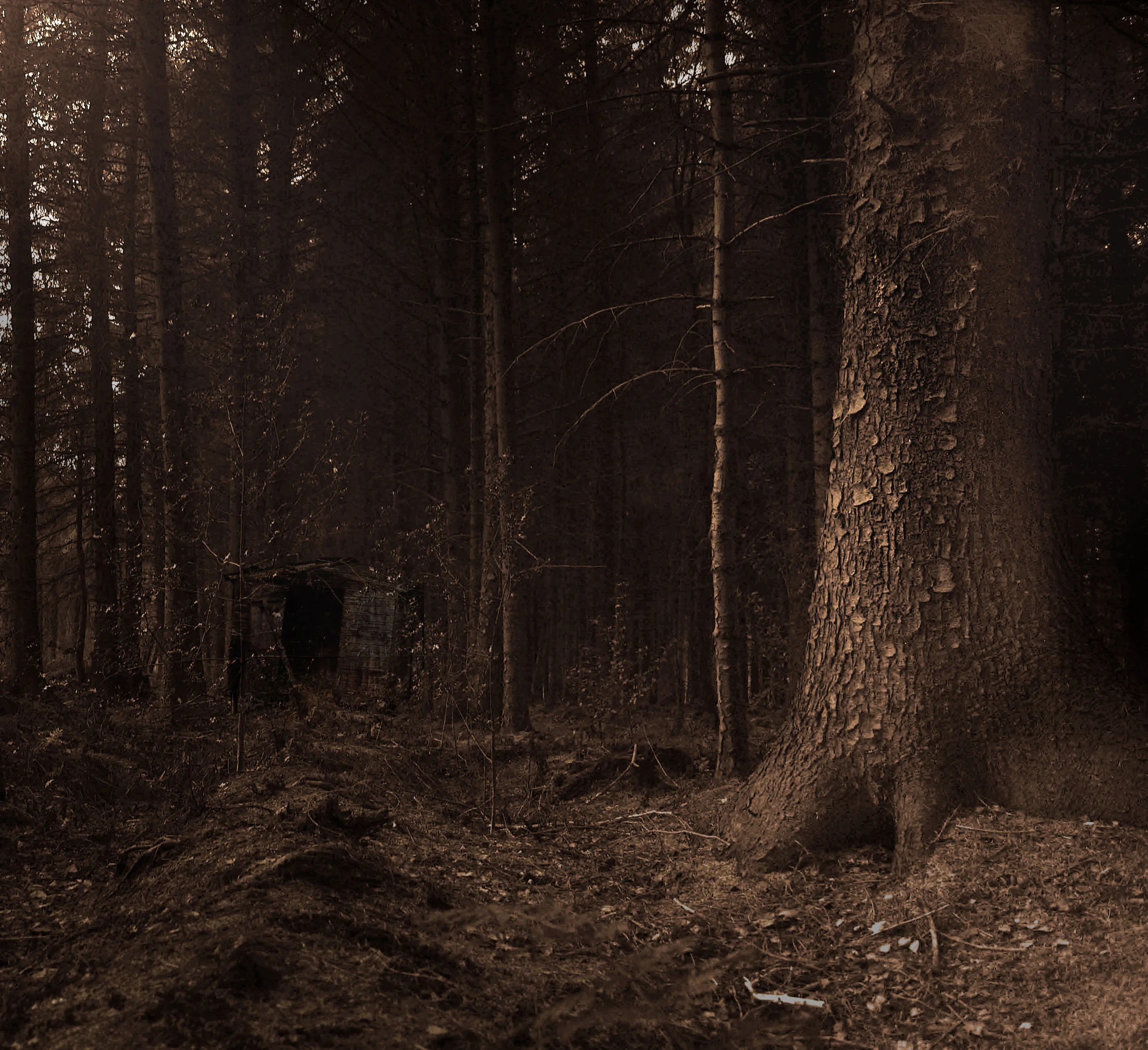 Tree land