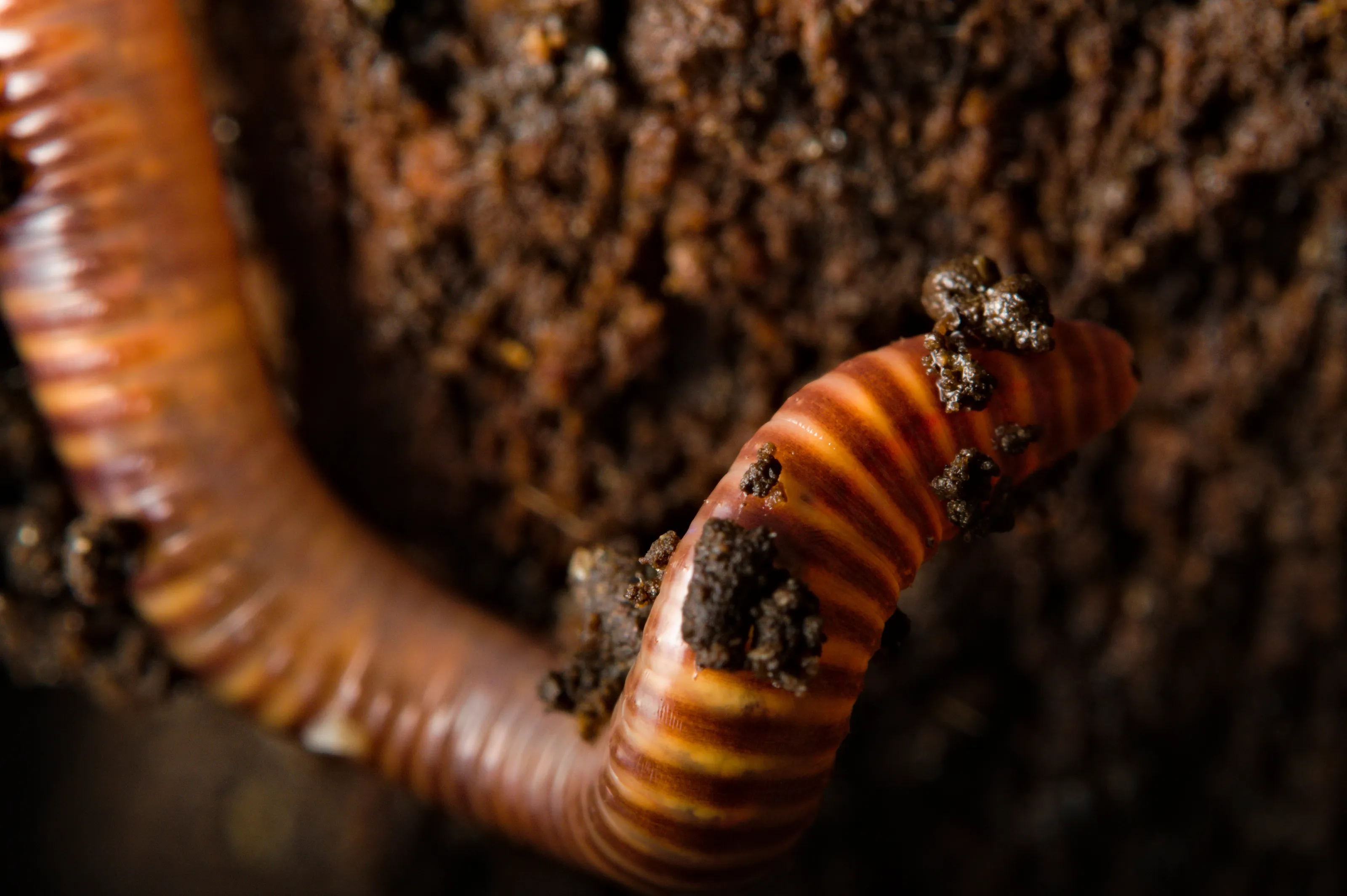 Farmers best friend "Earthworm"