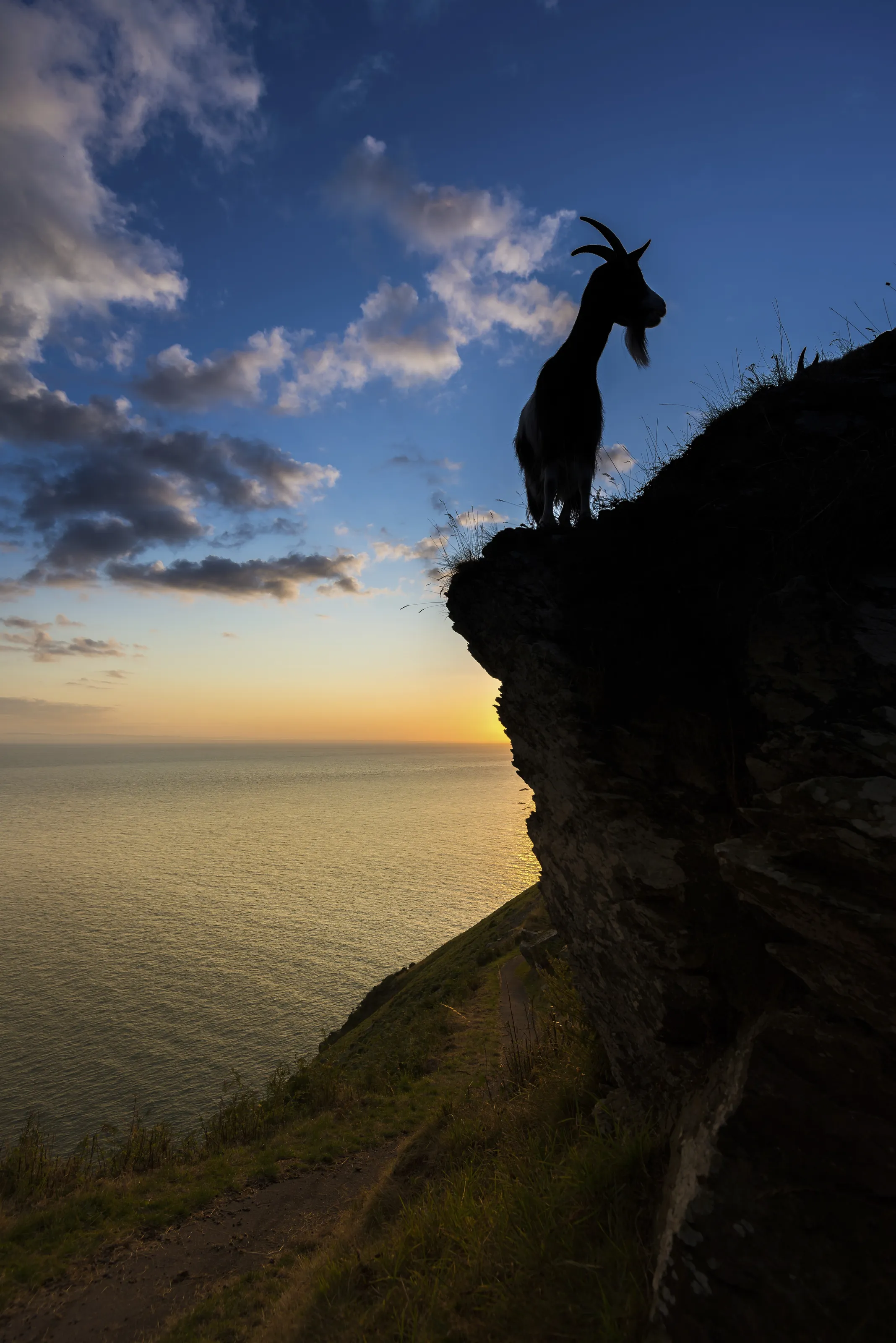 Morning Goat