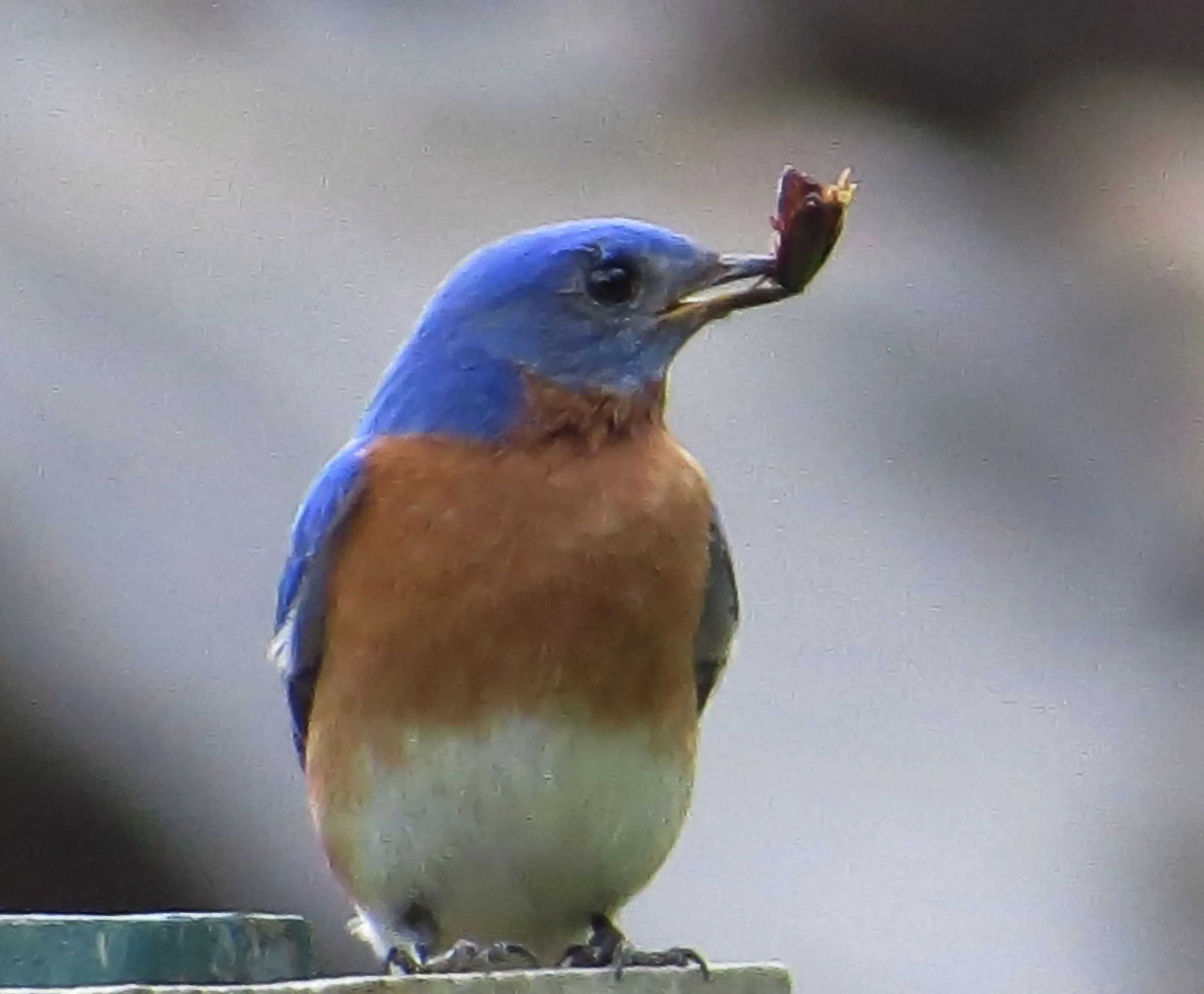 dinner time