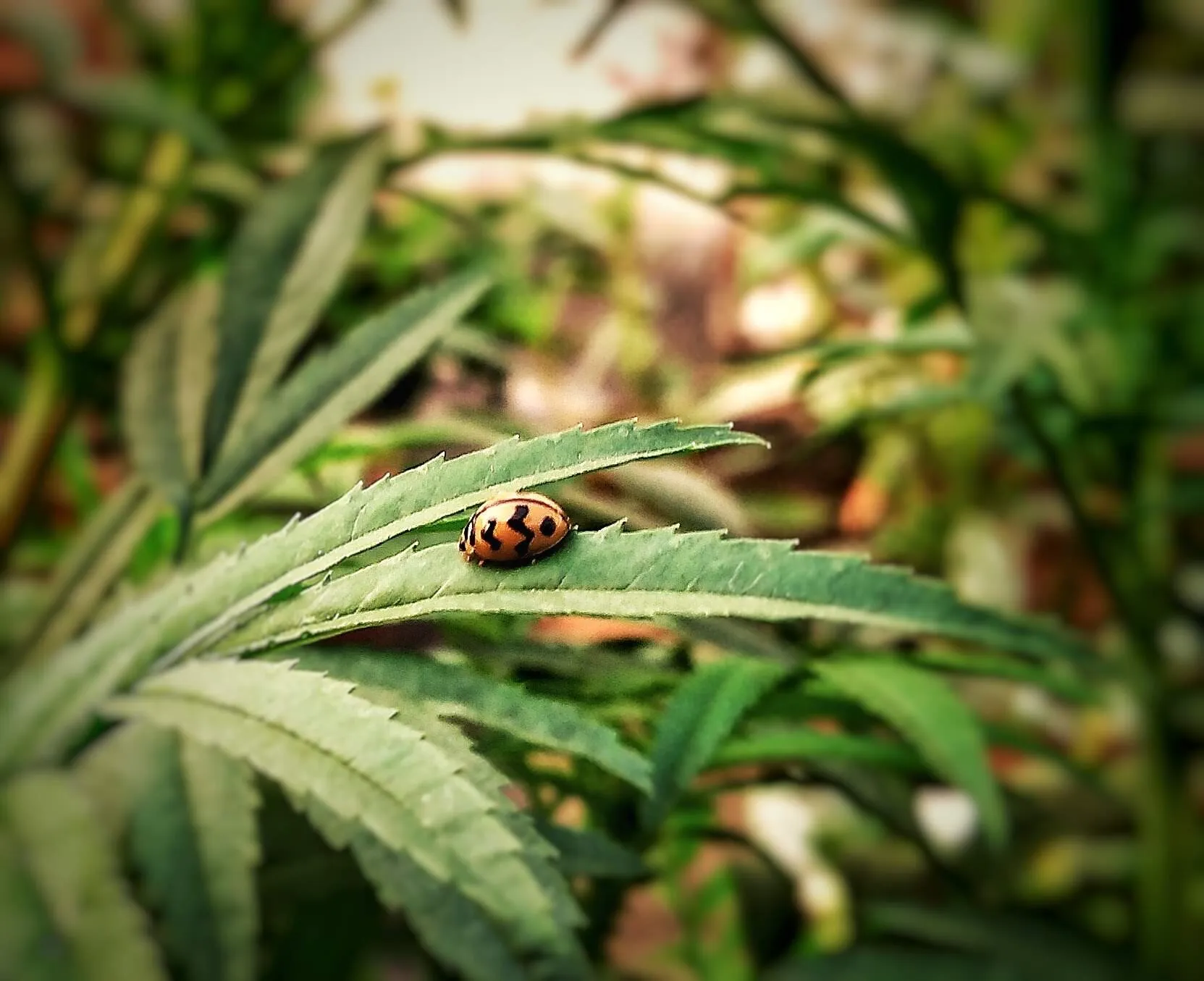 Nature beauty