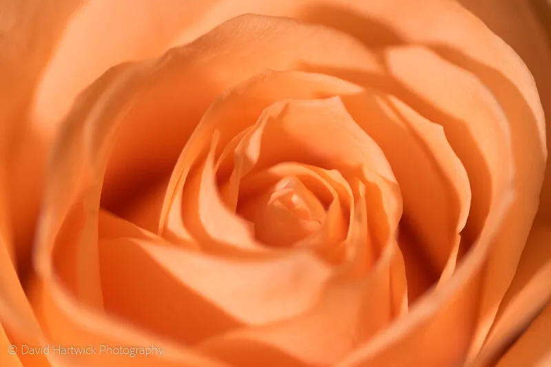 A Rose by any other name.