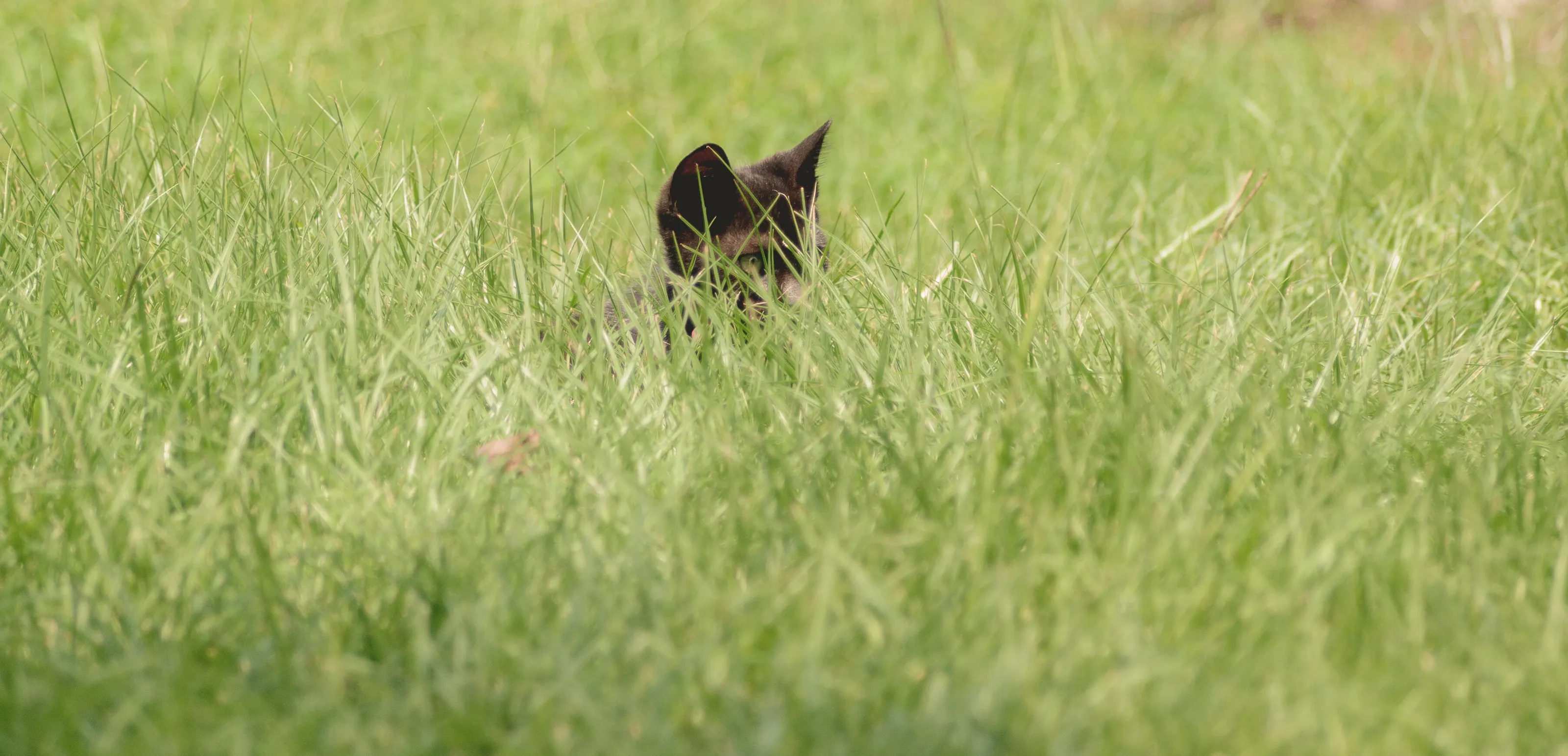 Inori on the prowl