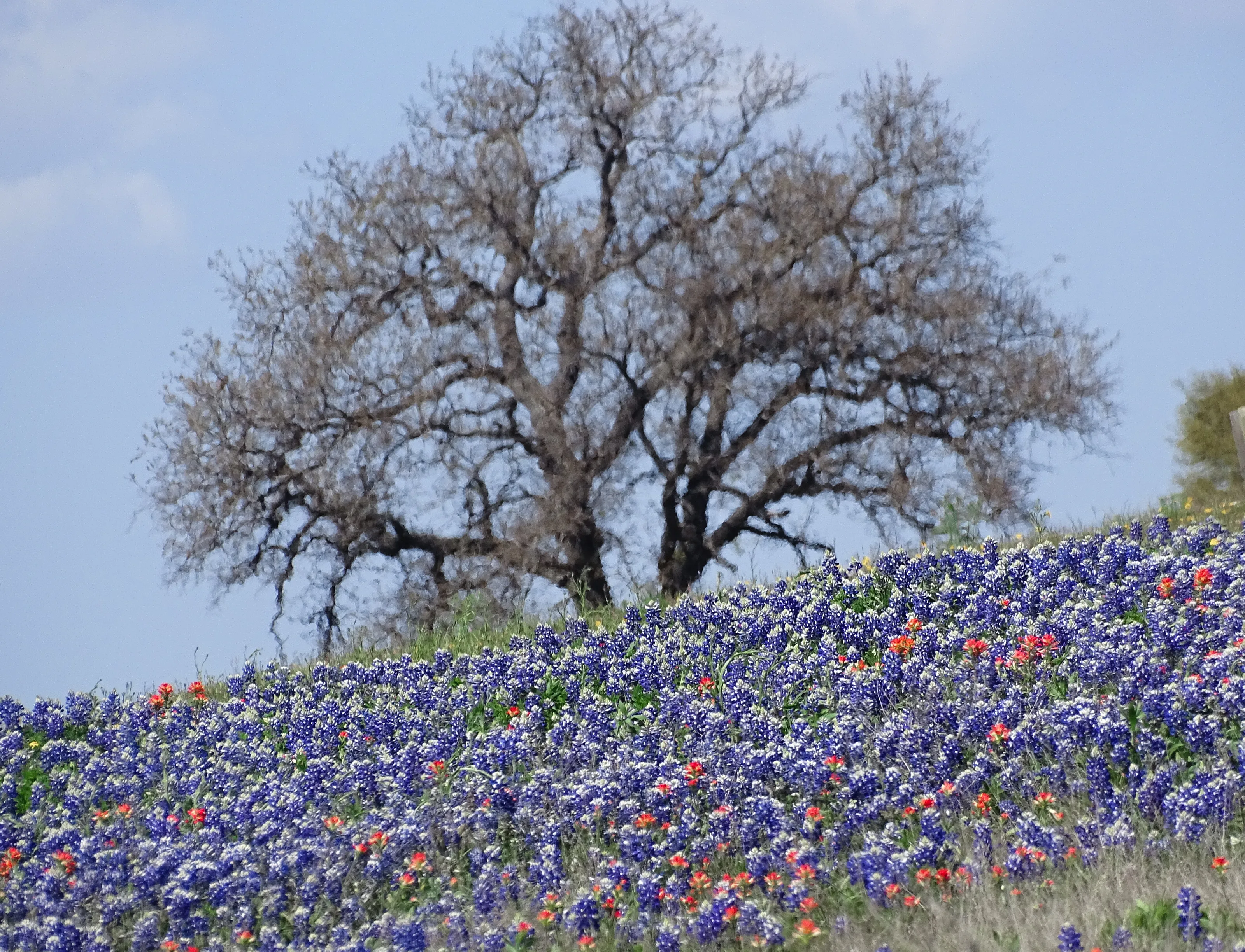 Tree in a bluebonnet field